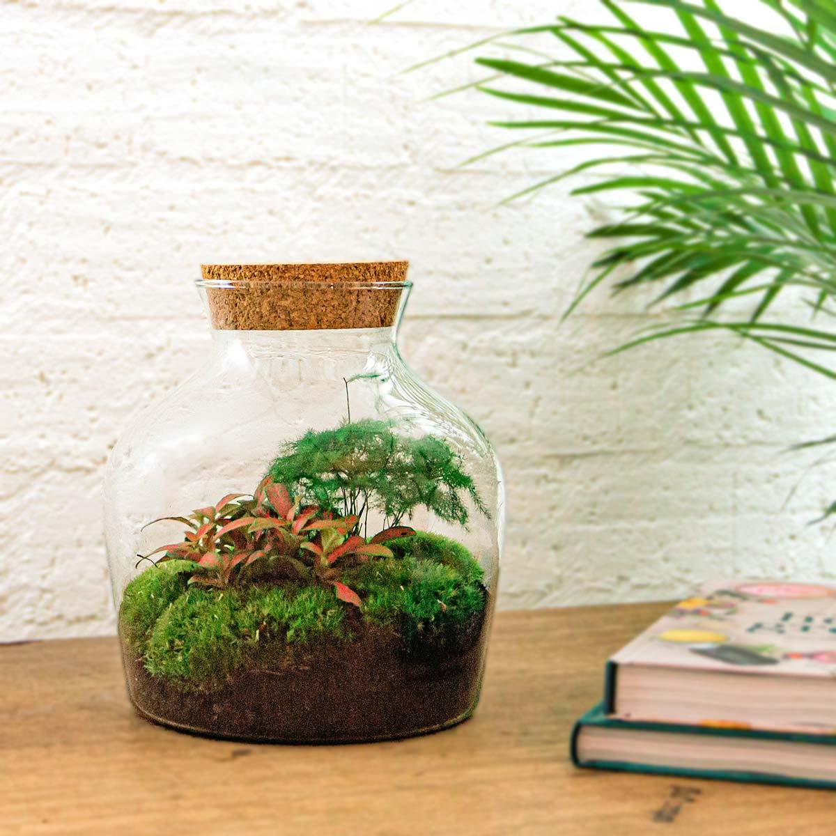 Image of Flaschengarten Little Joe – DIY Bausatz Terrarium – ↕21,5cm – Do – It – Yourself Pflanzen – Set im Glas – Autarkes Mini – Ökosystem-1