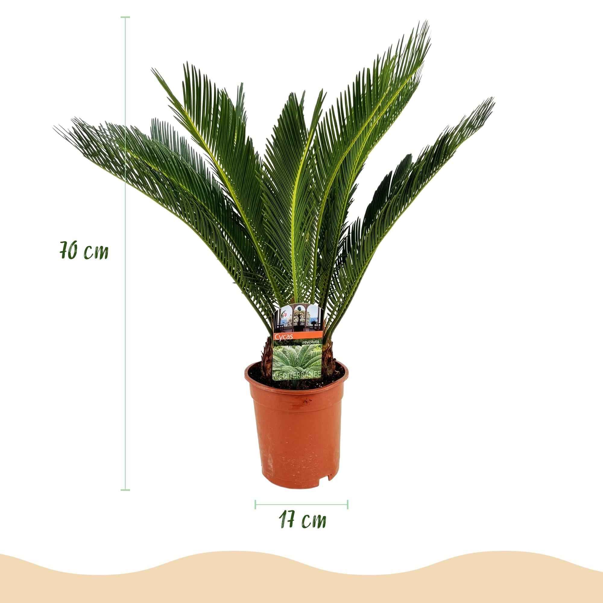 Image of Cycas Revoluta – Palmfarn – 70cm – 17cm – Pflegeleichte Zimmerpflanze mit fiederförmigen Blättern – Robuste Sago – Palme für elegante Innenräume-2