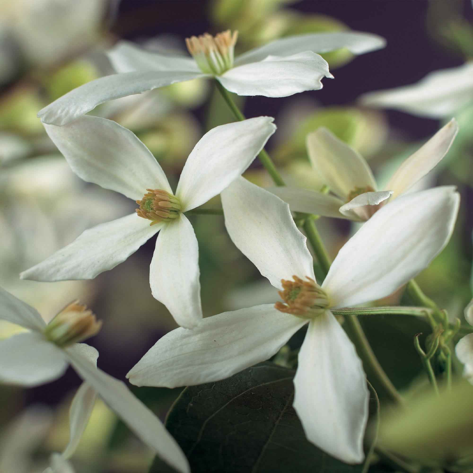 Image of Kletterpflanze – Clematis armandii – Weiße Blüten – Immergrün – Duftend – 11cm – Höhe 40cm – Frühblüher – Pflegeleicht-4