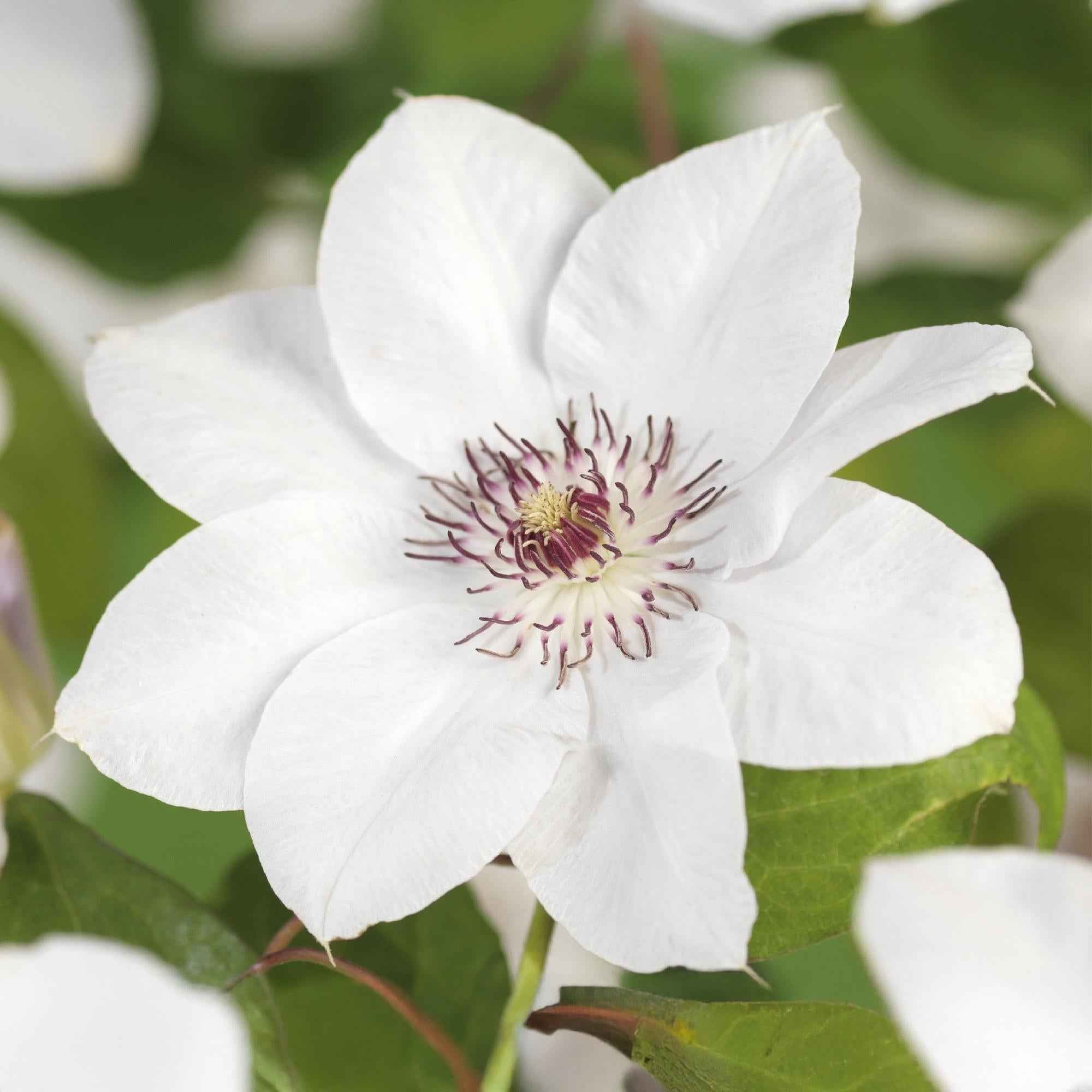 Image of Kletterpflanze Clematis Miss Bateman – Rosa – Weiße Blüten – Wenig Pflege – 2 Pflanzen – 11cm Höhe 40cm – Für Garten, Terrasse & Pergolen-0