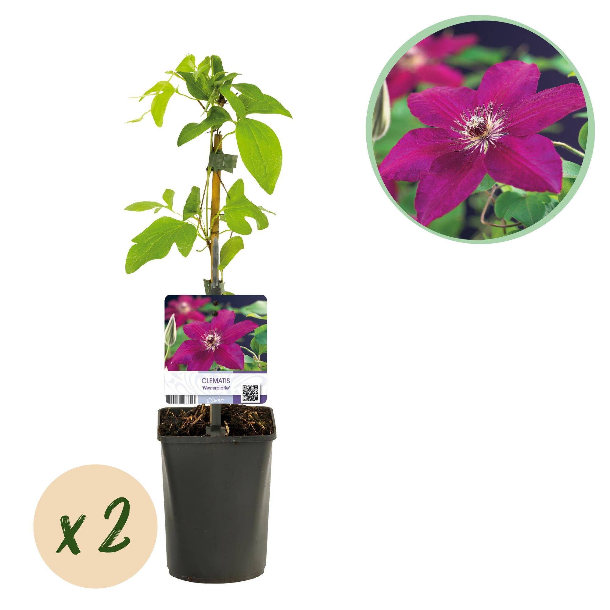 Image of Kletterpflanze Clematis Westerplatte – Tiefviolette Blüten mit weißem Rand – 2 Pflanzen – 11cm x H40cm – pflegeleicht-1