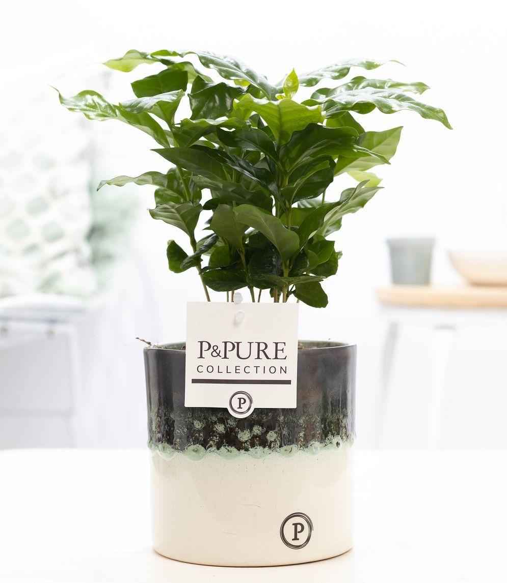 Image of Coffea Arabica in Keramiktopf – Ø12cm ↕20cm – Edle Kaffeepflanze mit glänzendem, dunkelgrünem Laub – Tropische Zimmerpflanze im modernen Keramiktopf-0