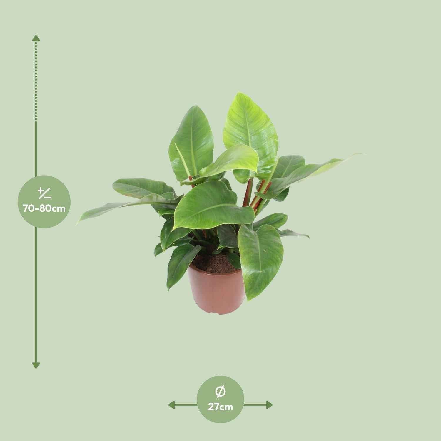 Image of Philodendron Imperial Green – Baumfreund – Ø27cm ↕80cm – Große pflegeleichte Zimmerpflanze mit grünen Blättern für Wohnzimmer & Büro-1