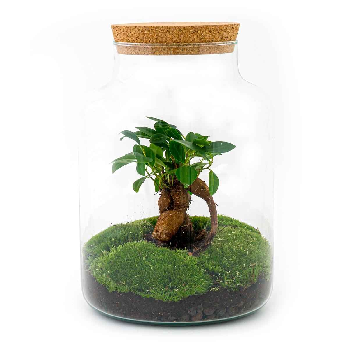 Image of Flaschengarten DIY Bausatz Terrarium Milky Bonsai – Ø21cm – ↕30cm – Do – It – Yourself Flaschengarten Set mit Ficus Ginseng Bonsai-0