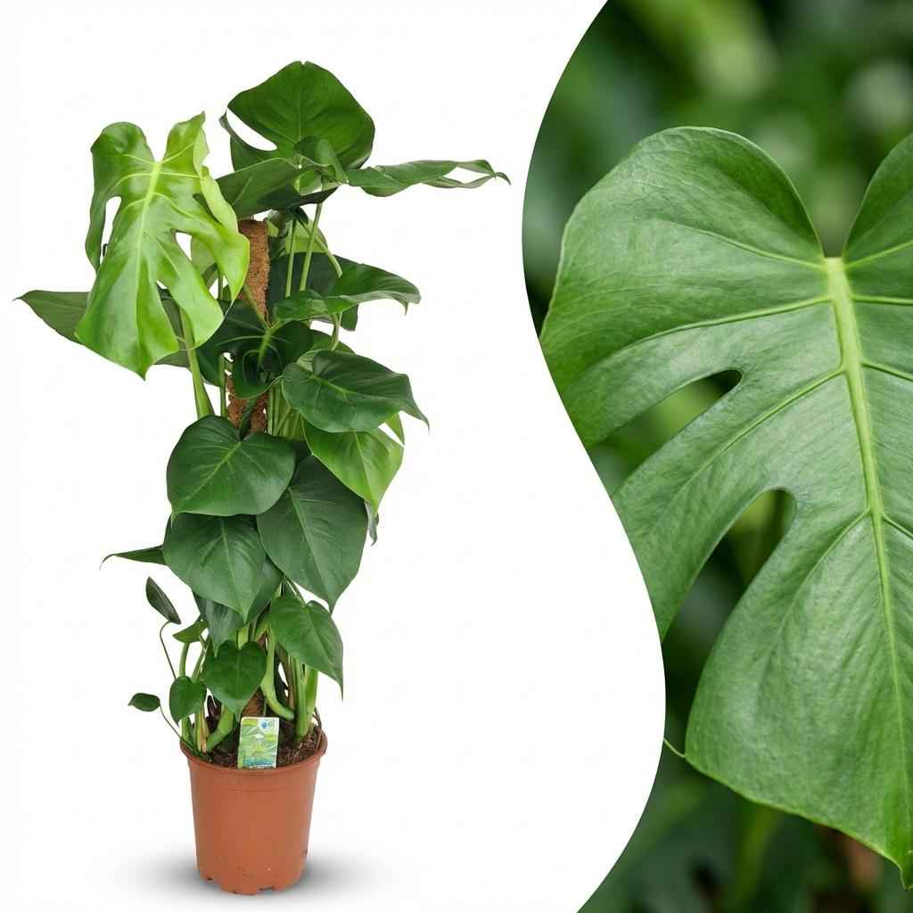 Image of Monstera deliciosa am Moosstab 90cm 19cm Zimmerpflanze pflegeleicht Fensterblatt mit großen dekorativen Blättern für Wohnzimmer Büro Schlafzimmer-1
