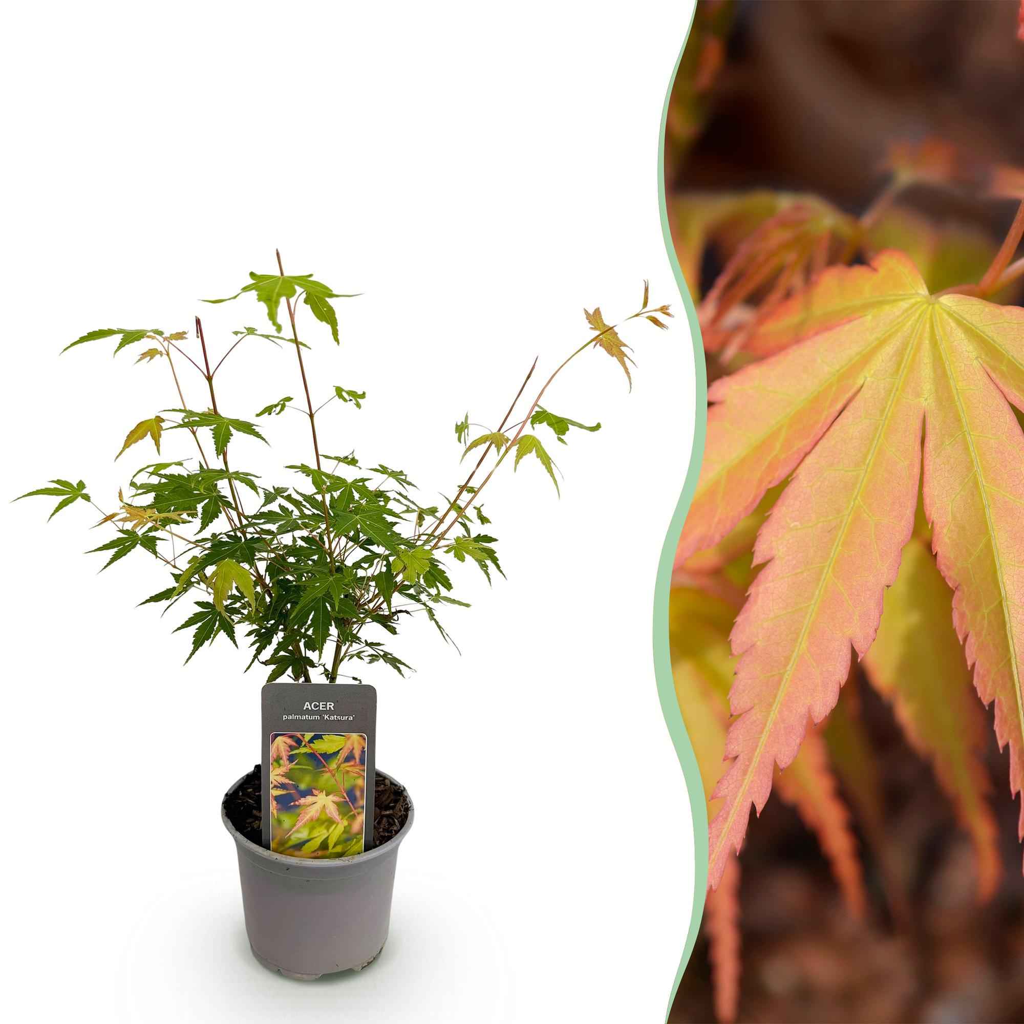 Image of Ahorn Acer palmatum Katsura – 12cm – Höhe ca. 35cm – Frischgrüner Austrieb & goldene Herbstfärbung – Laubabwerfender pflegeleichter Zierstrauch-0