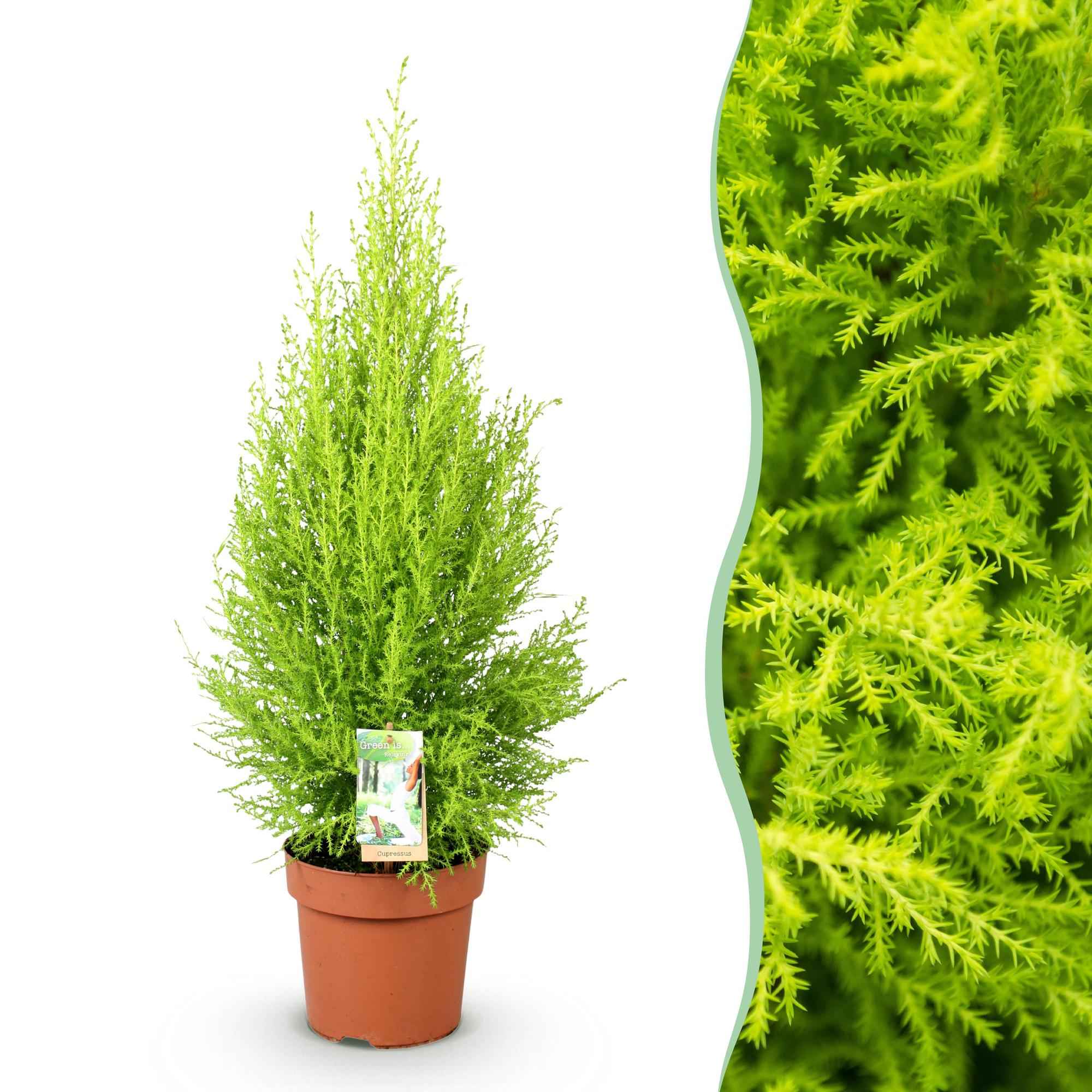 Image of Cupressus Gold Crest Wilma – Zimmerkonifere – 21cm – Höhe 85-95cm – Pflegeleichte goldgrüne Pflanze für Wohnzimmer, Büro und moderne Interieurs-1