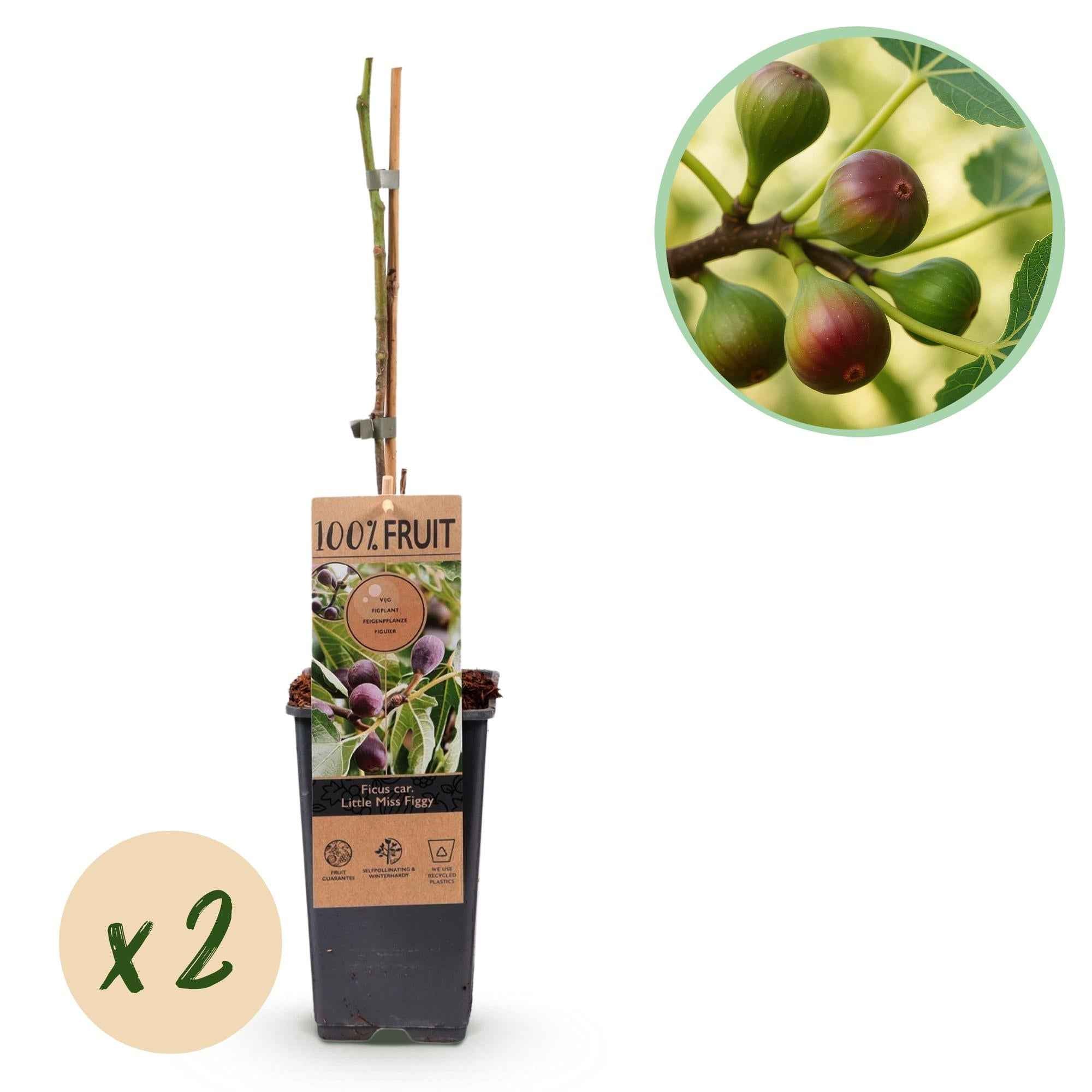 Image of Feigenbaum – Ficus carica 'Little Miss Figgy' – 2 Pflanzen – Ø15cm – Höhe 50cm – Rote Früchte – Kompakter Obstbaum für Garten, Balkon & Terrasse-0
