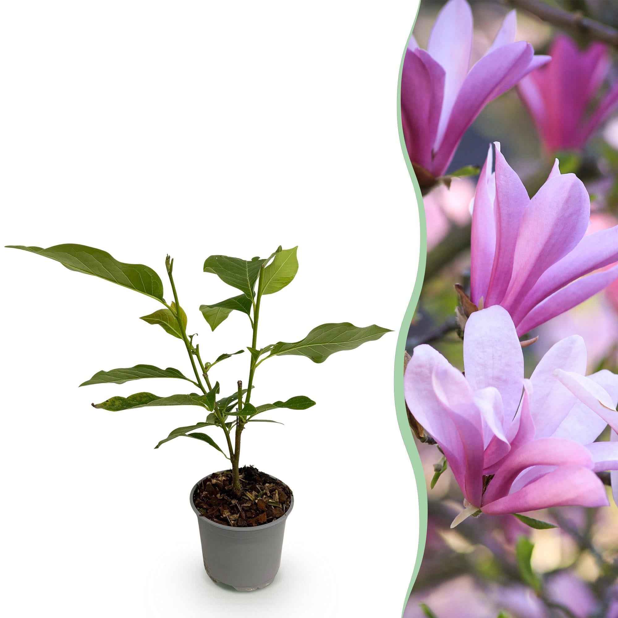 Image of Magnolia Betty – 12cm – Höhe ca. 30cm – Rosa Blüte im Frühling – Laubabwerfender pflegeleichter Zierstrauch für Beet, Balkon & Terrasse-0