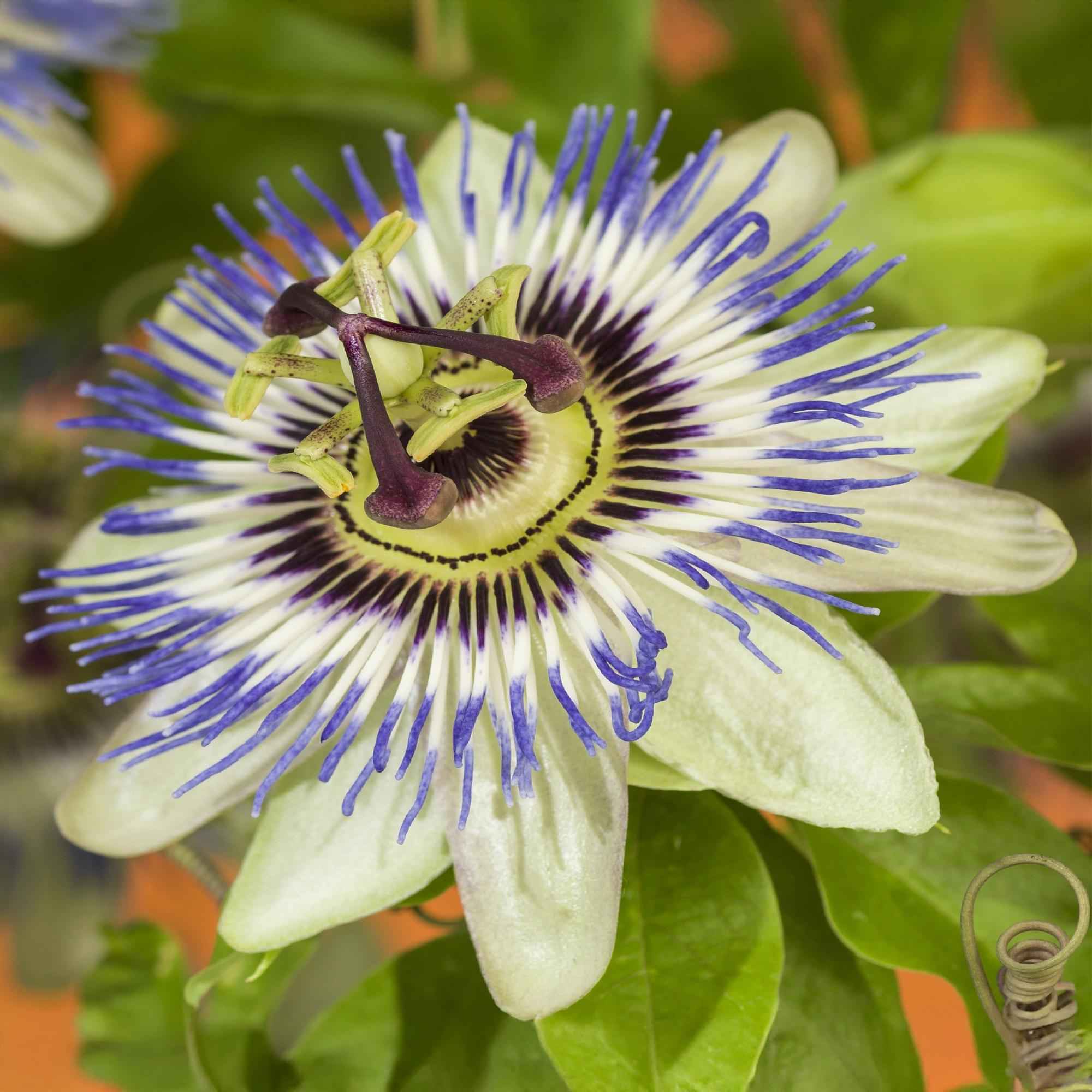Image of Passionsblume Passiflora caerulea – 2 Pflanzen 11cm – ca. 40cm hoch – Kletterpflanze mit blau – weißen Blüten – Pflegeleicht & winterhart-4