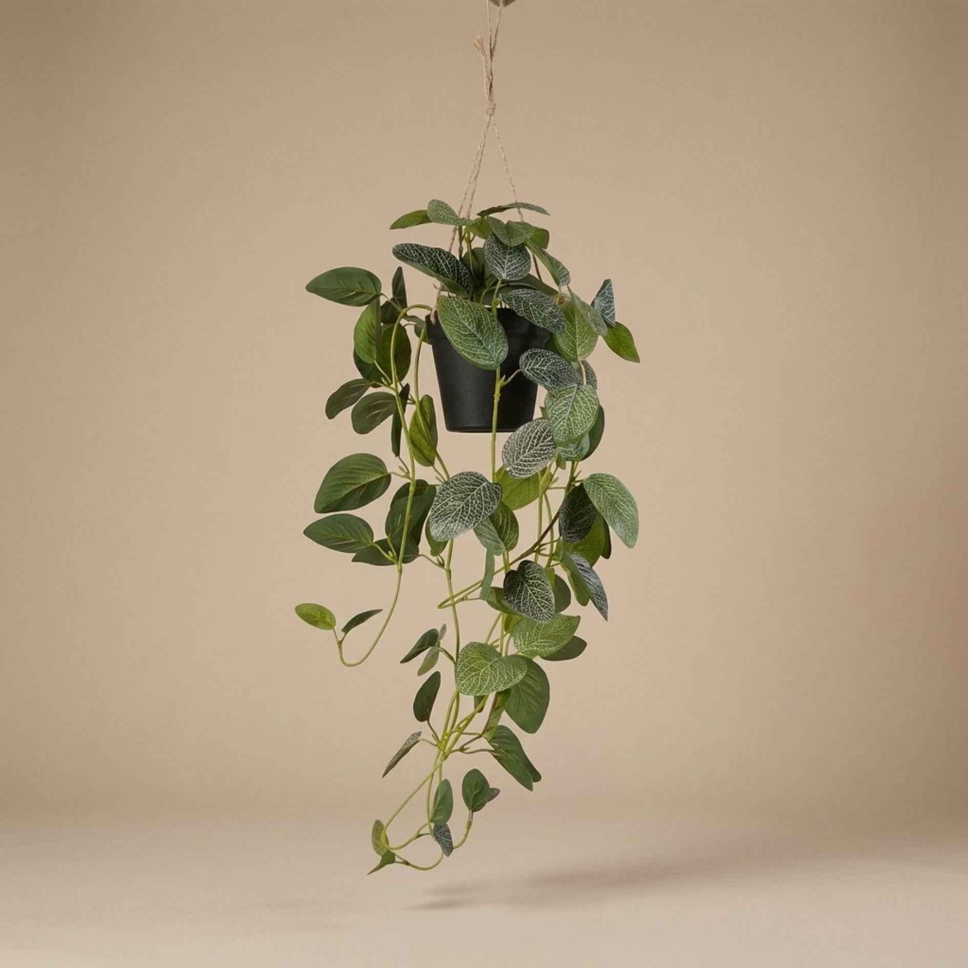 Image of Künstliche Fittonie Hängepflanze 70cm im schwarzen Topf – Kunstpflanze mit Seilaufhängung Ø9,5cm – realistische Ranken & grüne Blätter-4