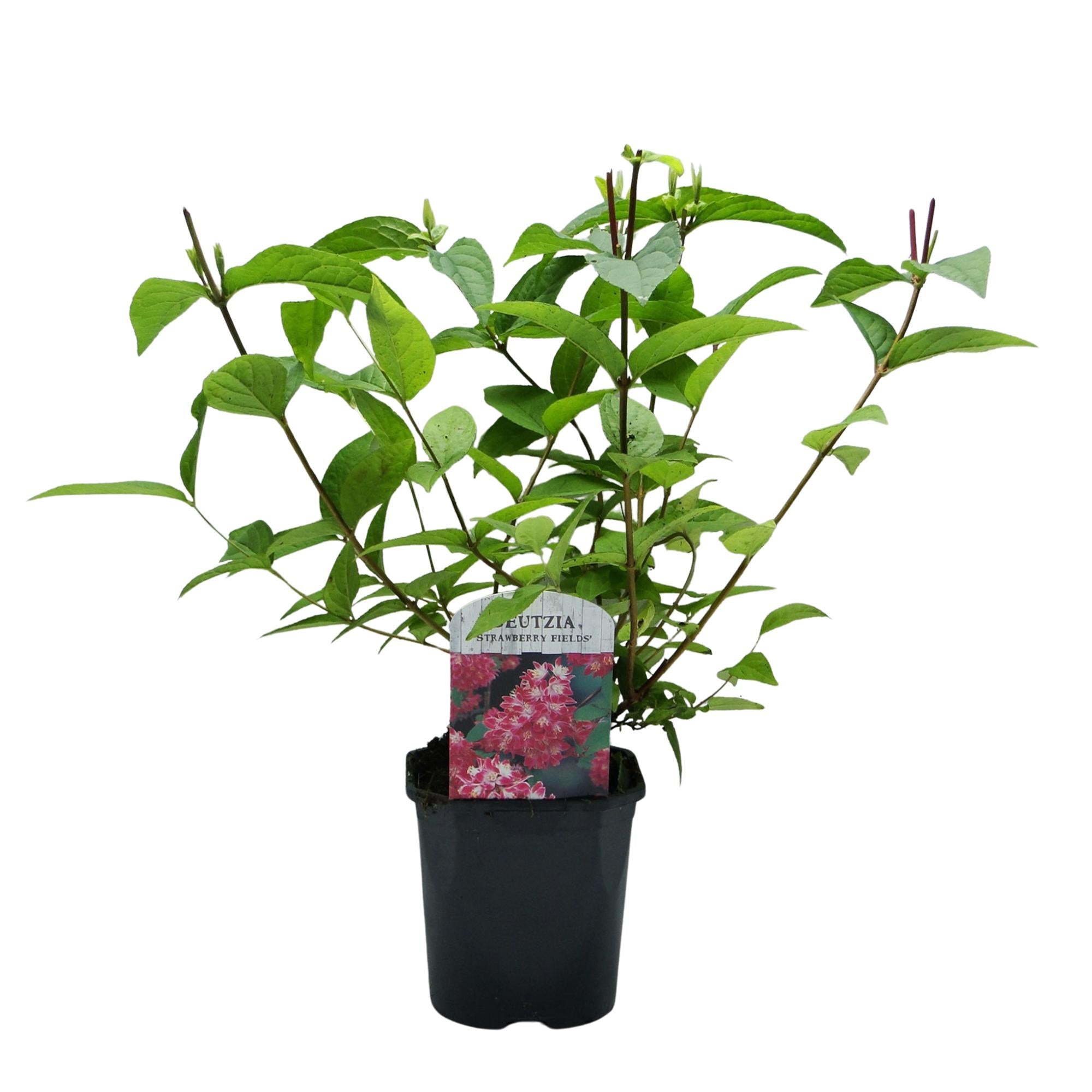 Image of Sternchenstrauch – Deutzia hybrida Strawberry Fields – Rosa Blüten – Strauch – 17cm – Höhe 45cm – Wenig Pflege-3
