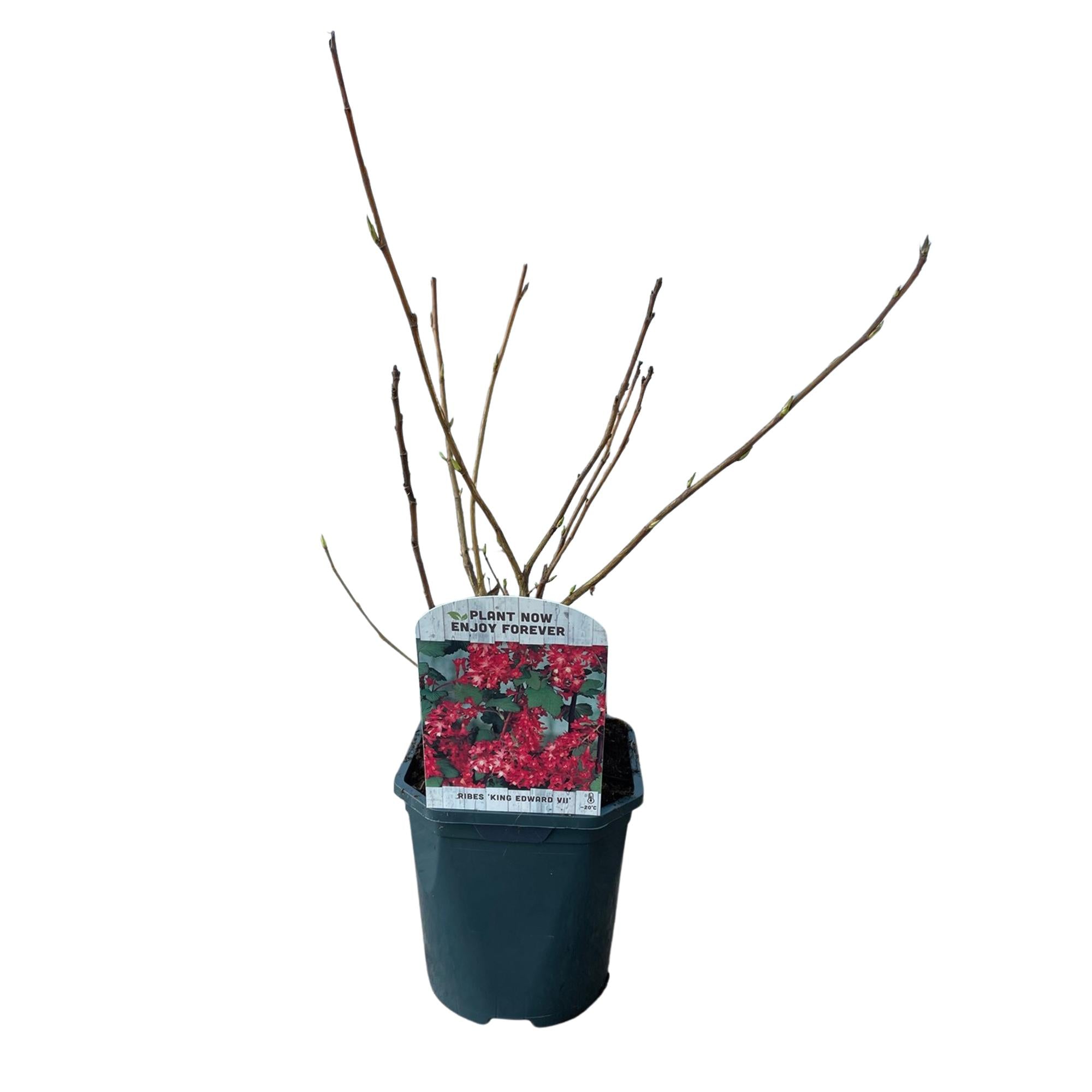 Image of Blutjohannisbeere Ribes sanguineum 'Kind Edward' – Rosa Blüte – Bienenfreundlich – Frühjahrsblüher – Pflegeleicht – Ø17cm – Höhe ca. 45cm-1