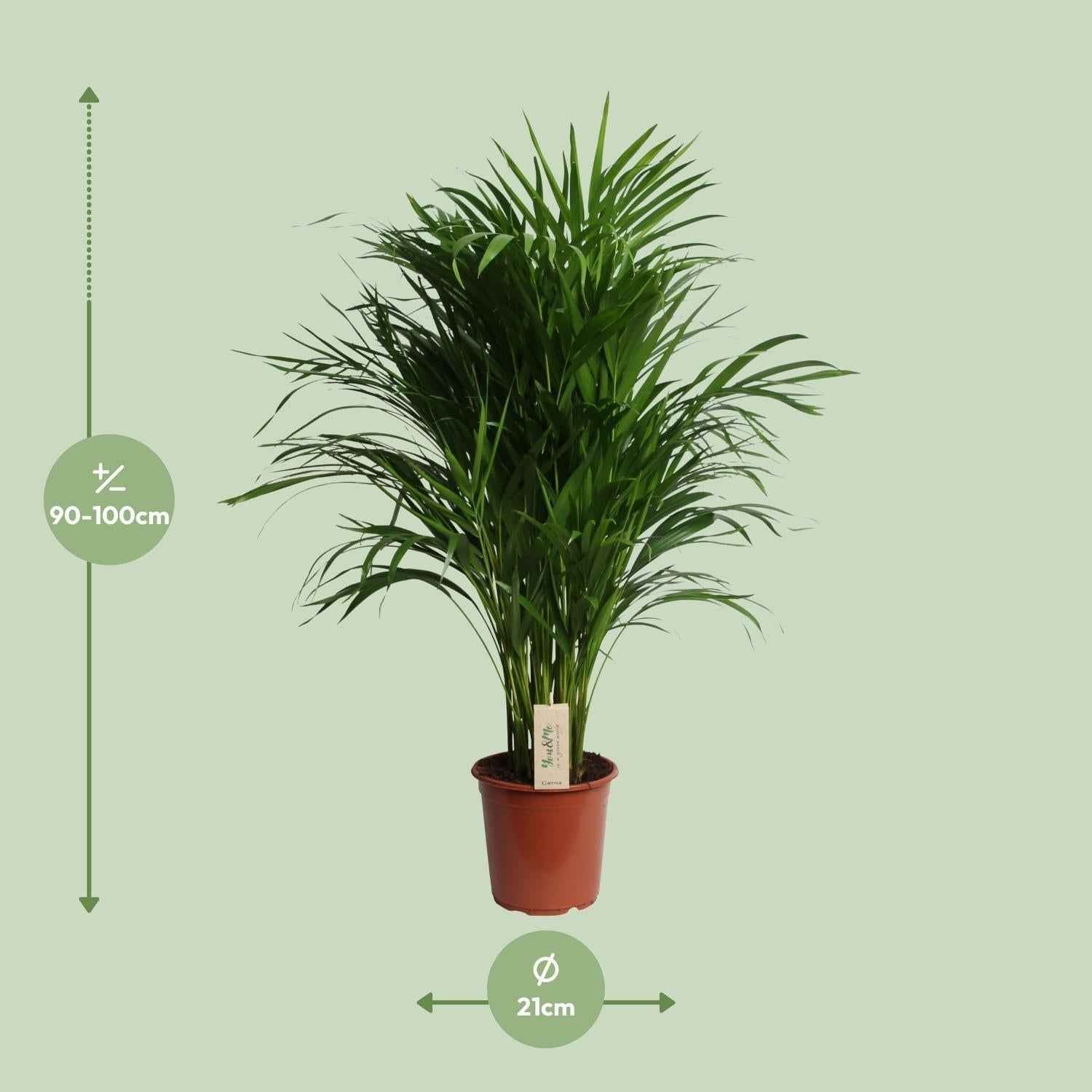 Image of Dypsis Lutescens – Areca Palme – Höhe ca. 100cm – Ø21cm – Elegante Zimmerpalme mit gefiederten Blättern – Luftreinigende & pflegeleichte Grünpflanze für Wohnzimmer, Büro & Wintergarten