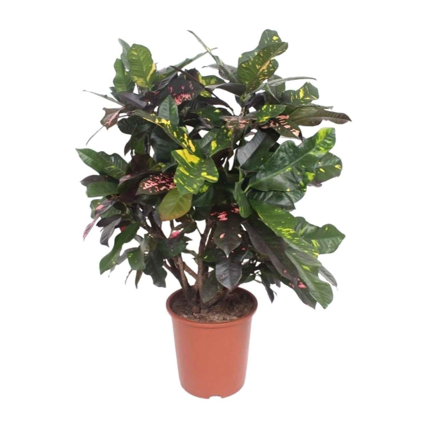 Image of Croton Magnificent – Codiaeum Magnificent – Zimmerpflanze – Ø27cm – ↕110cm – Tropisch Bunt – Luftreinigend & Pflegeleicht-0