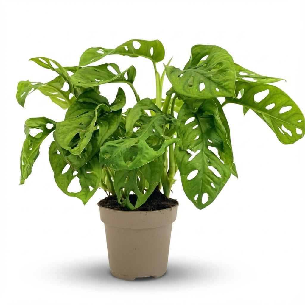 Image of Monstera Adansonii Monkey Mask Ø12cm Höhe25-35cm – Tropische Zimmerpflanze mit gelochten Blättern – Pflegeleichte Kletter-0