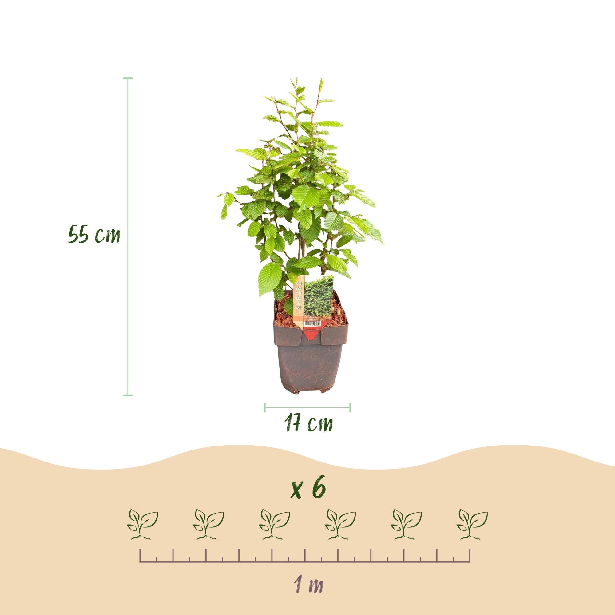 Image of Gemeine Hainbuche Carpinus betulus – Heckenpflanze – 6 Pflanzen – 1 laufender Meter – 17cm – Höhe 55cm – Dichtes Laub – Privatsphäre-2
