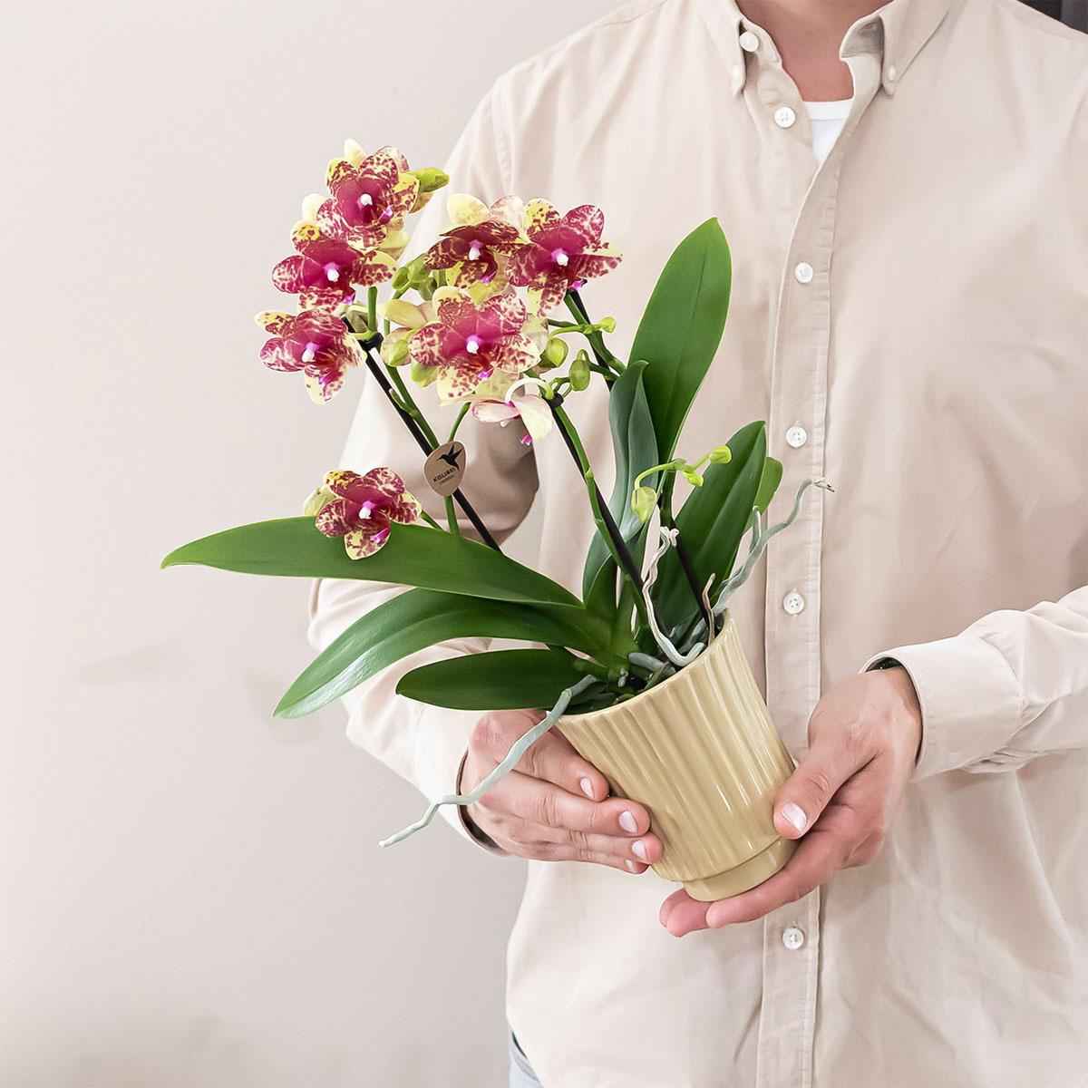 Image of Orange – Gelbe Phalaenopsis Orchidee – Grosseto – Ø9cm – Exotische Blühende Zimmerpflanze mit 2-3 kräftigen Trieben-3