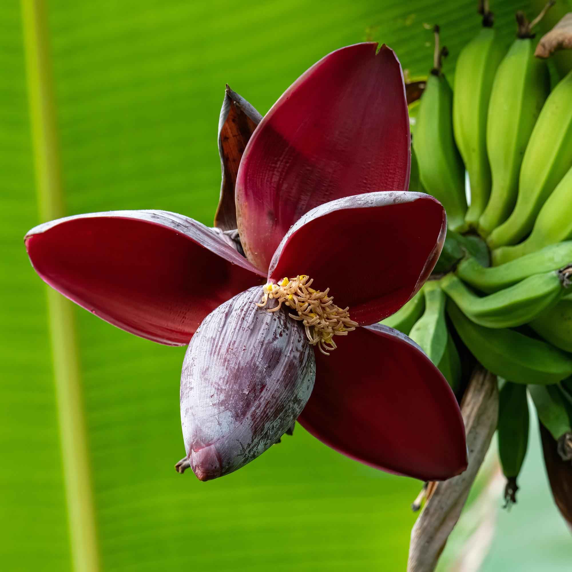 Image of Bananenpflanze Musa sikkimensis Red Tiger – 2 Pflanzen – Tropische Gartenbanane – Ø12cm, Höhe ca. 30cm