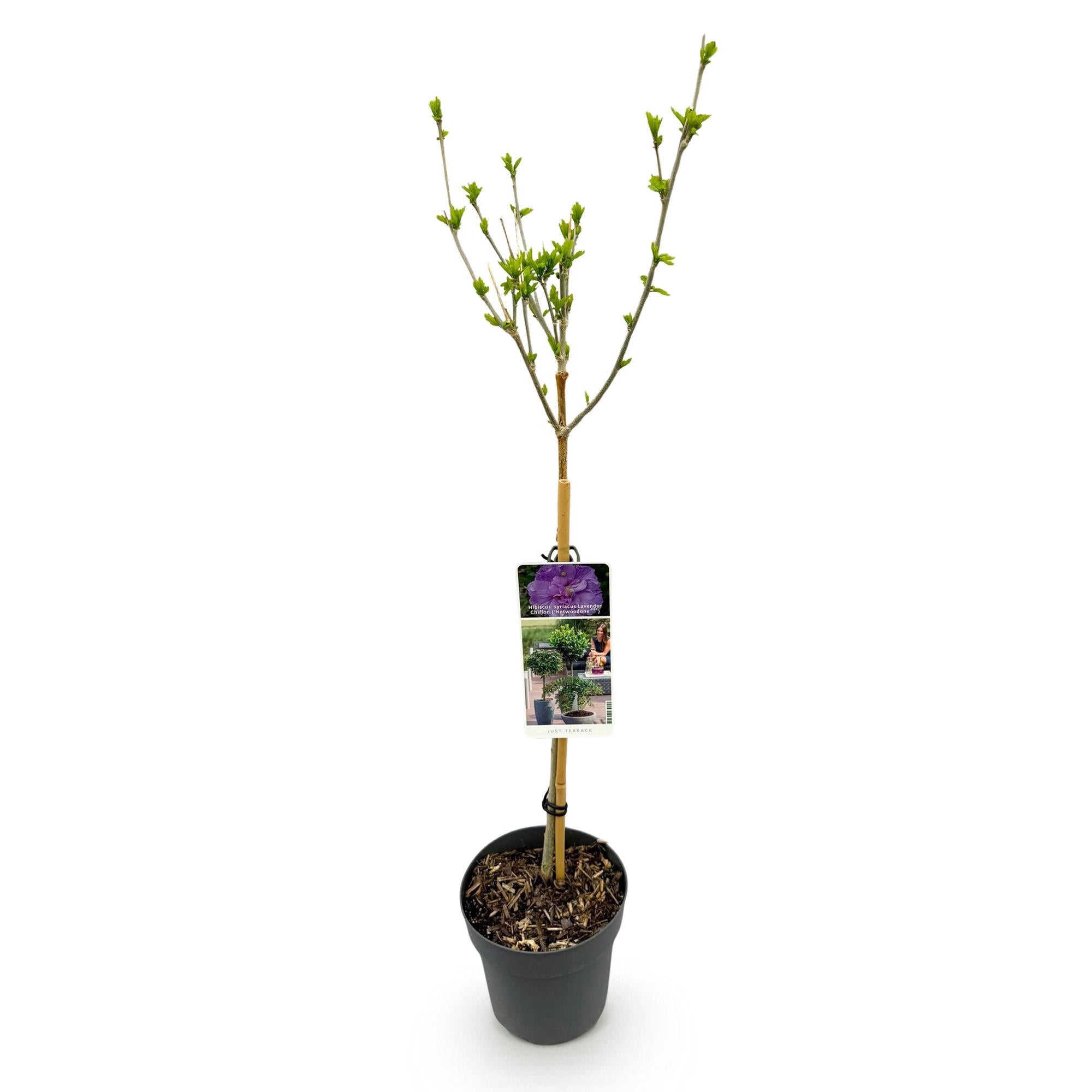 Image of Hibiscus syriacus Lavender Chiffon – Stamm – Pflanze Ø19cm – ca. 90cm hoch – Winterharte Terrassen – & Balkonpflanze – Lila gefüllte Blüten-2