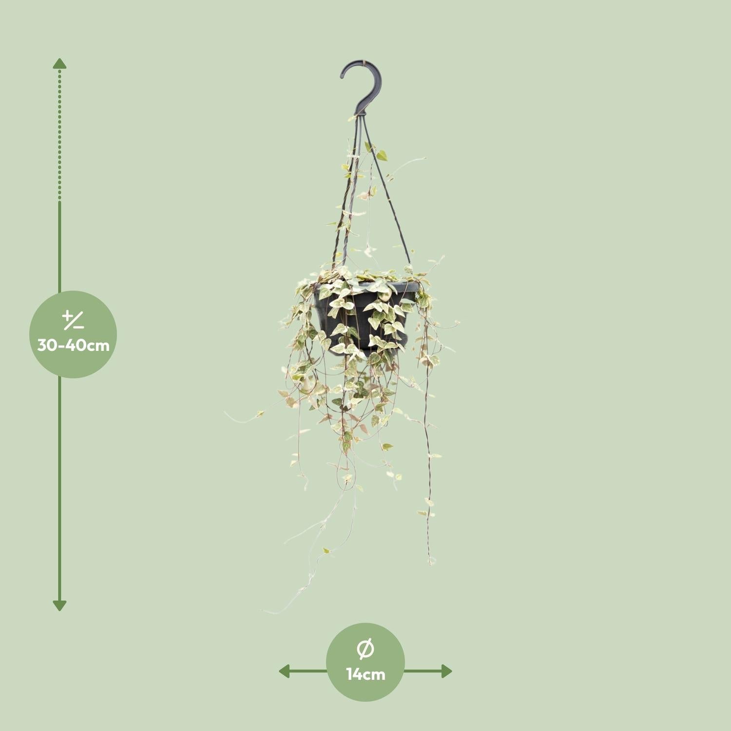 Image of Leuchterblume Ceropegia woodii ssp. woodii – String of Hearts – Hängende Zimmerpflanze – Ø14cm ↕50cm – Pflegeleicht & dekorativ-1