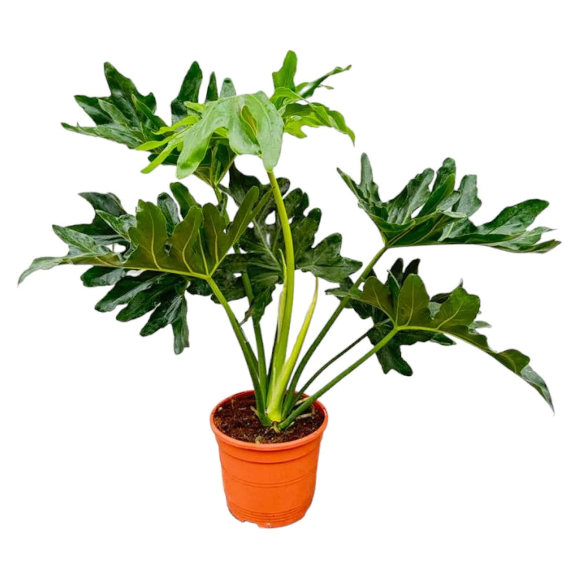 Image of Baumfreund Philodendron Selloum – 60cm – Ø22cm – Tropische Zimmerpflanze mit großen, tief eingeschnittenen Blättern – Pflegeleicht & luftreinigend-0