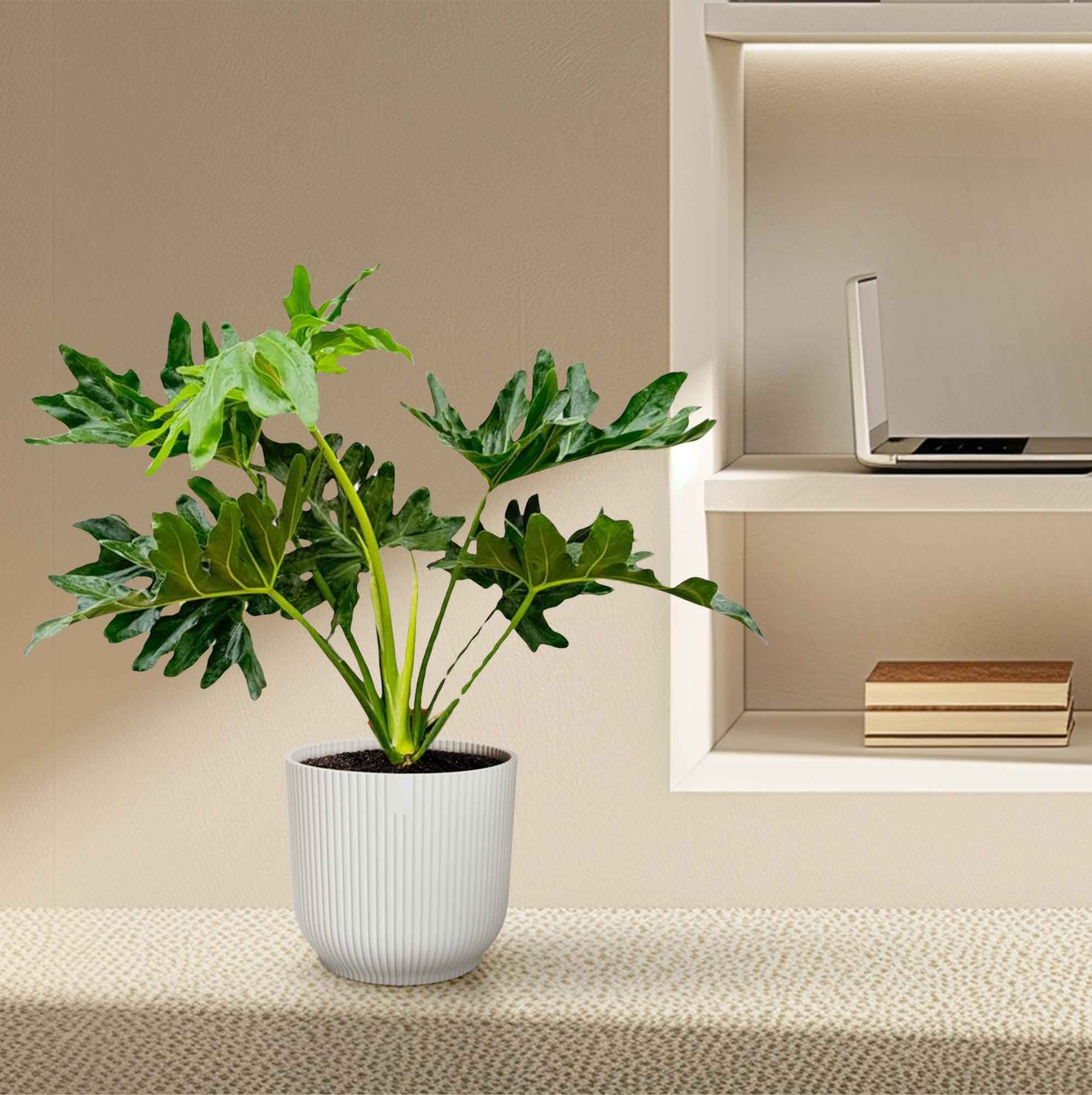 Image of Baumfreund Philodendron Selloum – 60cm – Ø22cm – Tropische Zimmerpflanze mit großen, tief eingeschnittenen Blättern – Pflegeleicht & luftreinigend-3