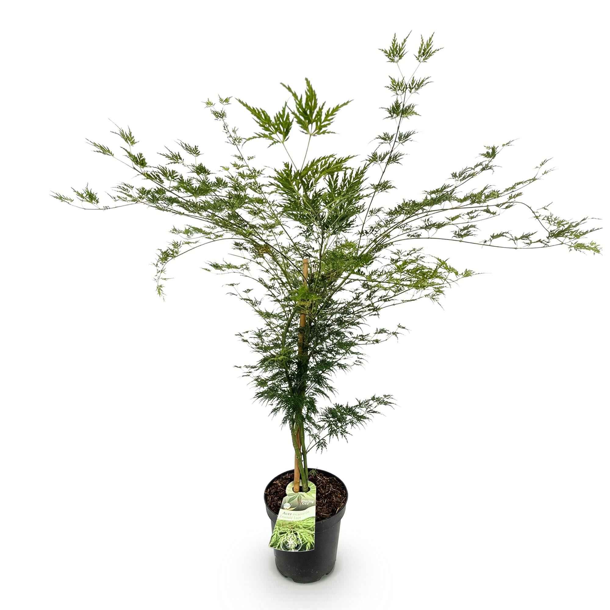 Image of Japanischer Ahorn Acer palmatum Emerald Lace, laubabwerfende Gartenpflanze in Grün, fein geschlitzter Zierahorn für Garten und Kübel, Ø26cm, 90cm-2