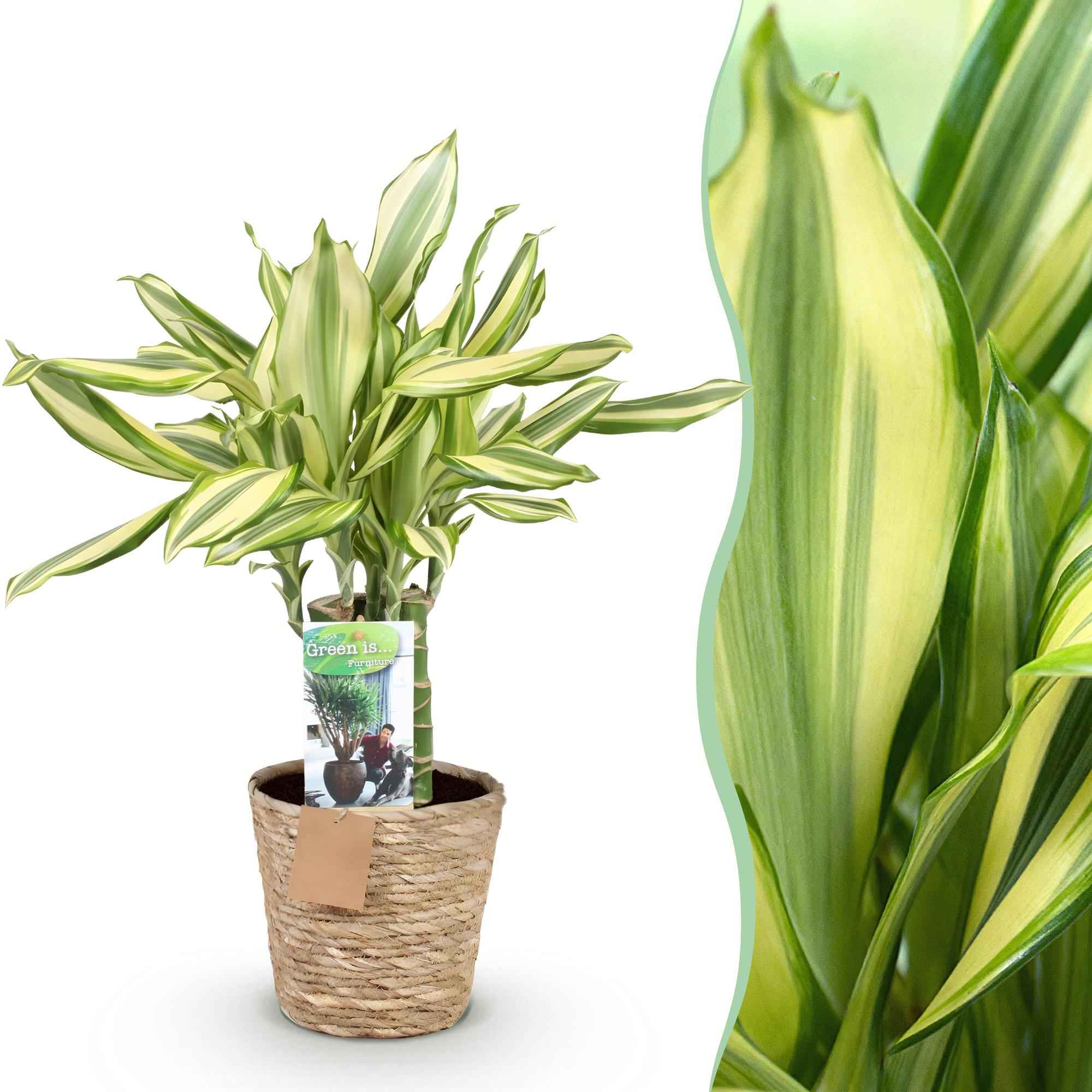 Image of Dracaena fragrans Diamond Dream – 50-55cm – 17cm inkl. Naturkorb – Pflegeleichter Drachenbaum-1