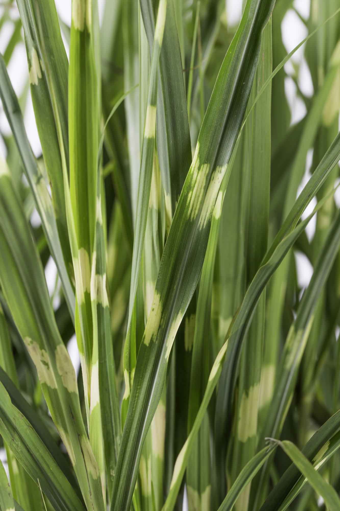Image of Stachelschweingras Miscanthus sinensis Strictus – Ziergras – Ø23cm ↕60cm – Zebragras mit grün-gelben Querstreifen – Winterhart & pflegeleicht – Für Beet & Kübel