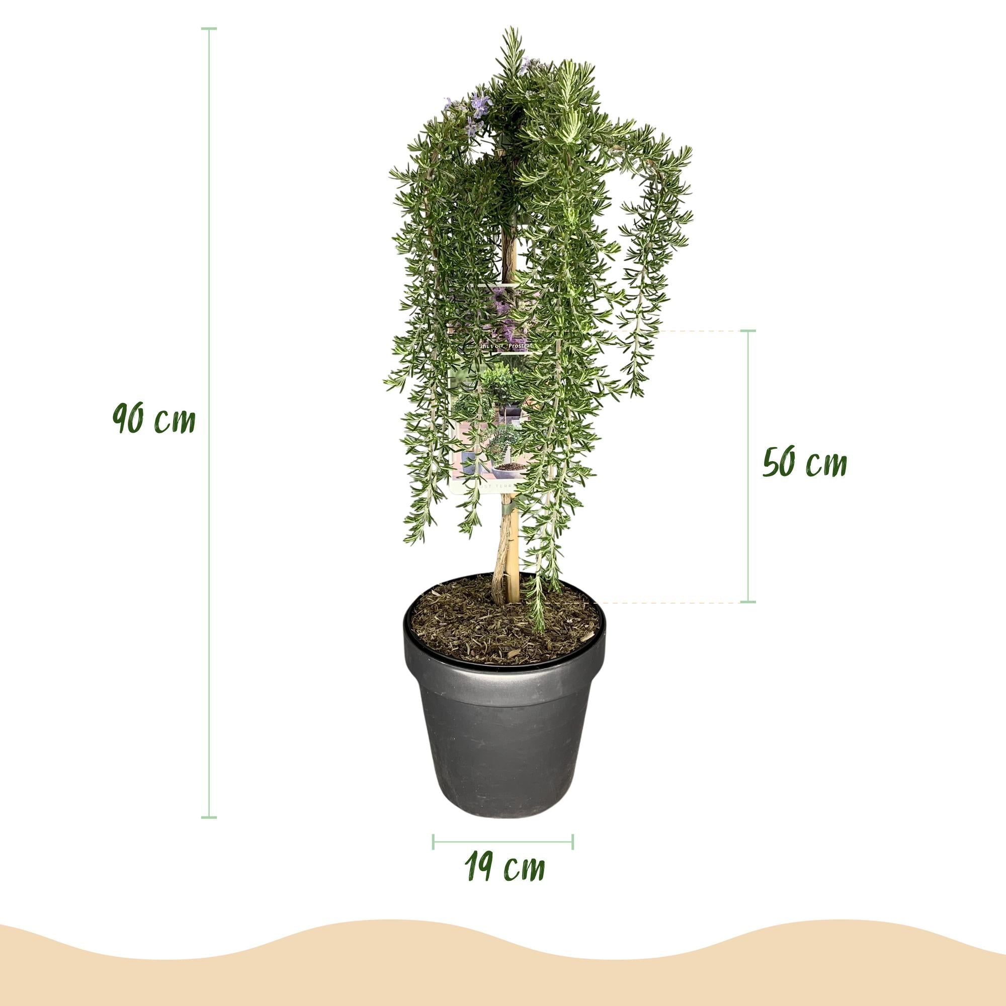 Image of Rosmarin Rosmarinus officinalis Prostratus – 19cm Höhe ca.90cm – Immergrün & winterhart – Lila Blüte – Duftender Kräuterrosmarin-2