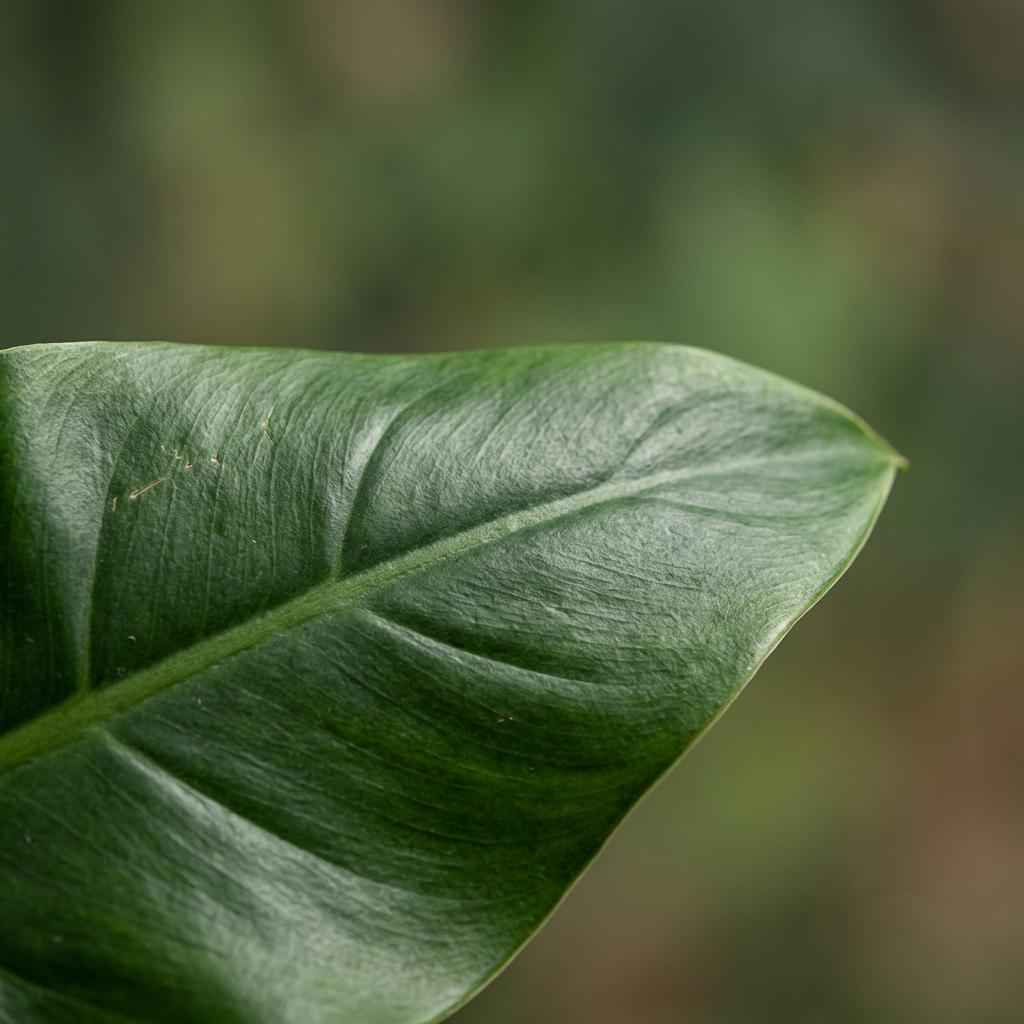 Image of Philodendron Imperial Green grün 65cm 19cm Zimmerpflanze pflegeleicht große glänzende Blätter für Wohnzimmer Büro Schlafzimmer tropische Grünpflanze-3