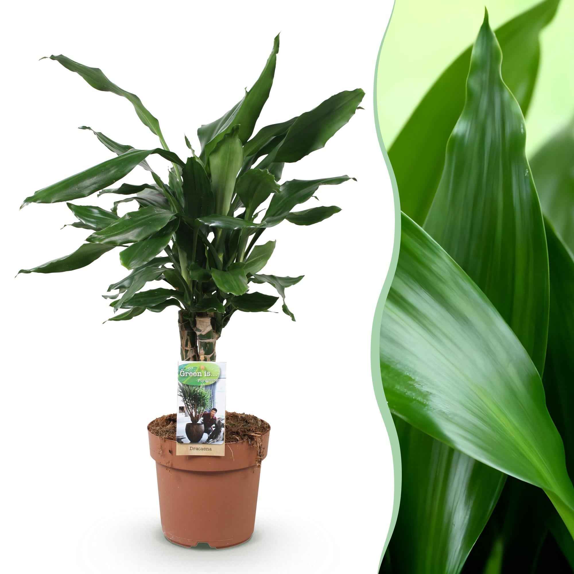Image of Dracaena fragrans Steudneri – 50-55cm – 17cm – Pflegeleichter Drachenbaum – Grüne Zimmerpflanze für Wohnzimmer, Büro & Schlafzimmer-1