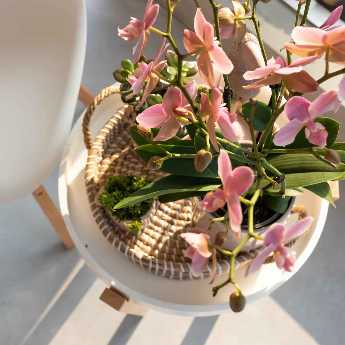 Image of Phalaenopsis Orchidee – Treviso Altrosa – Ø9cm – Blühende Zimmerpflanze – Elegante Deko-Orchidee – Frisch vom Züchter-3