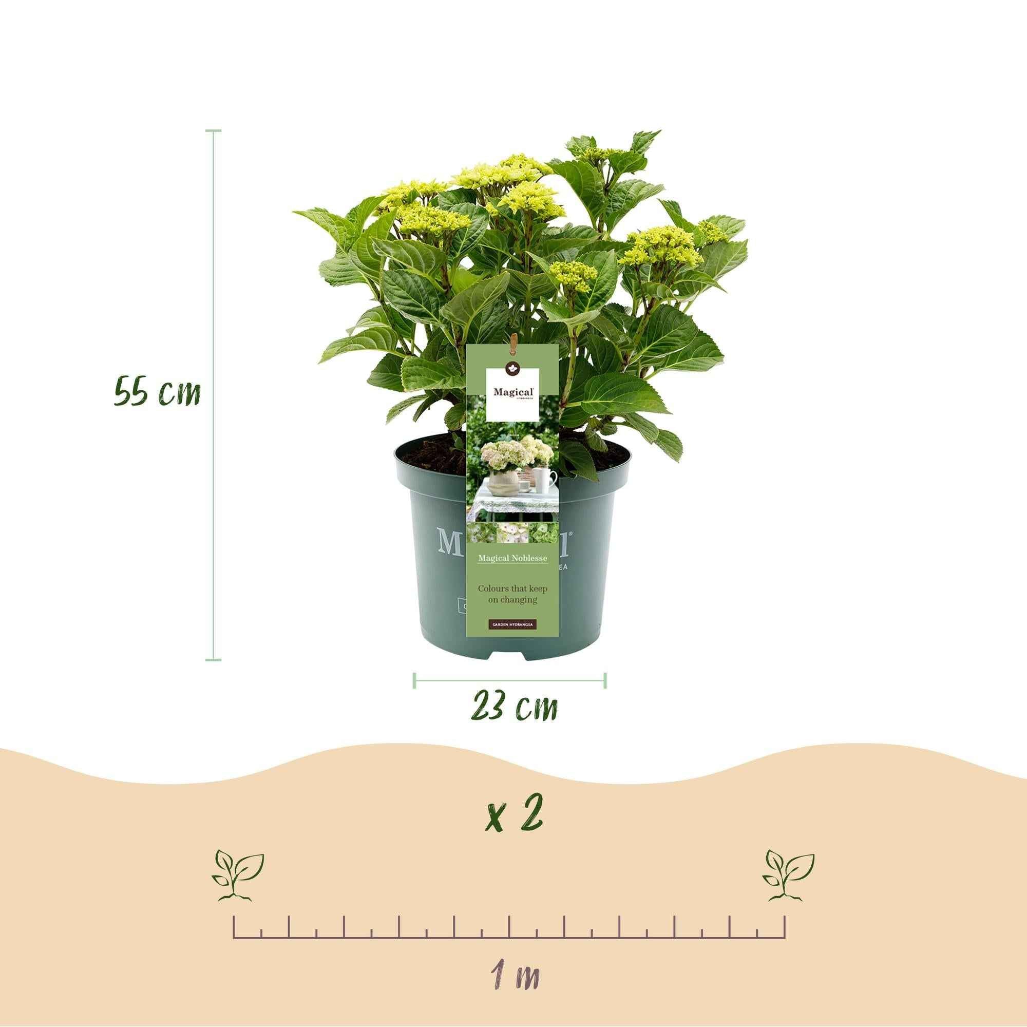 Image of Hydrangea macrophylla Magical Noblesse – Weiße Gartenhortensie – 2 Pflanzen 23cm – Höhe 55cm – 6-10 große Blüten – Balkonpflanze-2