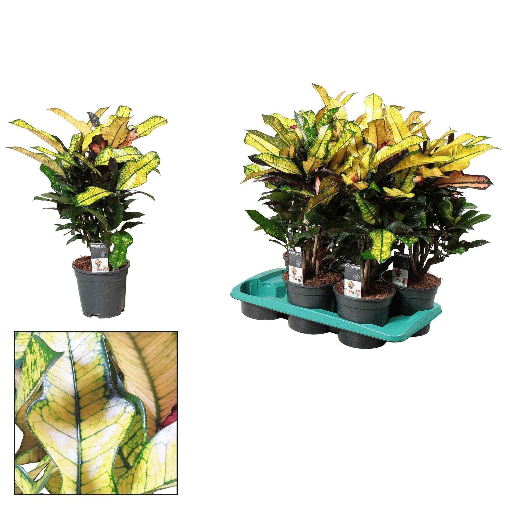 Image of Croton Wilma – Zimmerpflanze – Ø17cm – ↕60cm – Bunte Tropenpflanze mit leuchtend gefärbtem Laub – Pflegeleicht & dekorativ-0