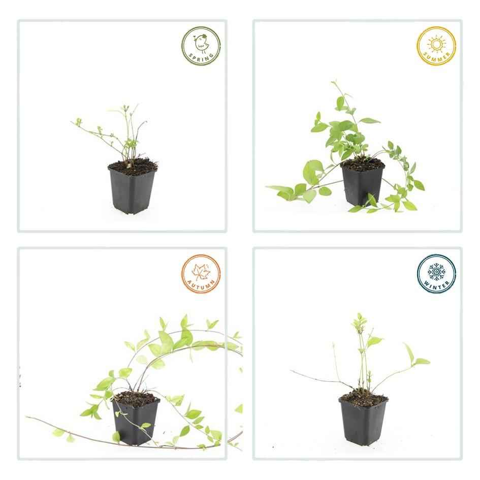 Image of Großblättriges Immergrün Vinca major 'Alba' – 6 Pflanzen – Bodendecker – Ø9cm – ↕10-25cm – Weiße Blüten – pflegeleicht-3