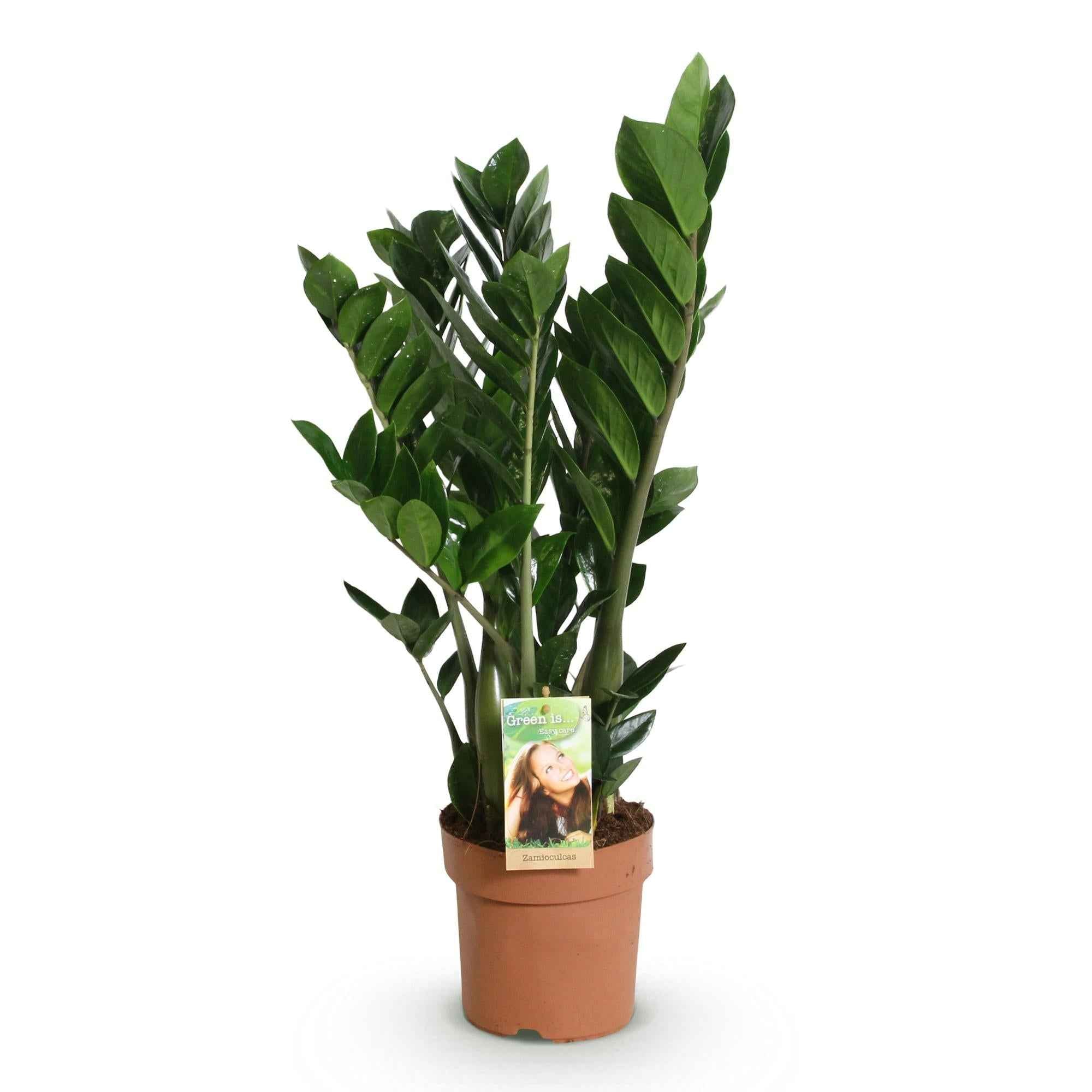 Image of Zamioculcas – ZZ – Pflanze 65-75cm – 17cm – Pflegeleichte dunkelgrüne Zimmerpflanze – Robuste Grünpflanze für Wohnzimmer, Büro & Schlafzimmer-0