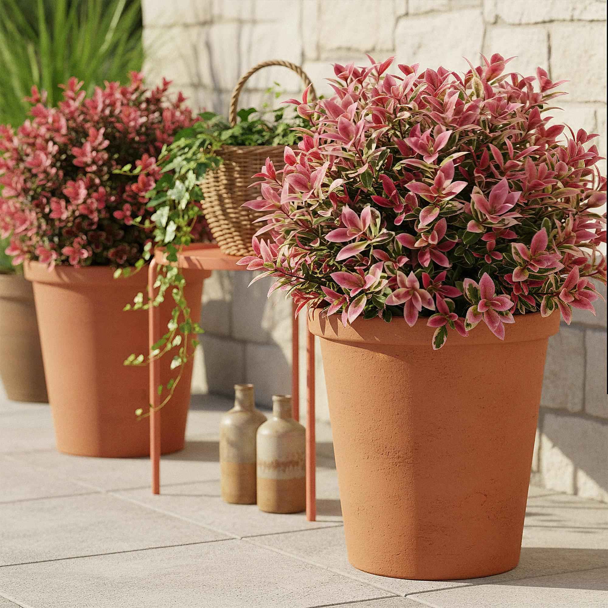 Image of Leucothoe Colour Diamond – Immergrüne Gartenpflanze mit buntem Laub – Pflegeleichter Zierstrauch für Beet, Balkon & Terrasse – 17cm