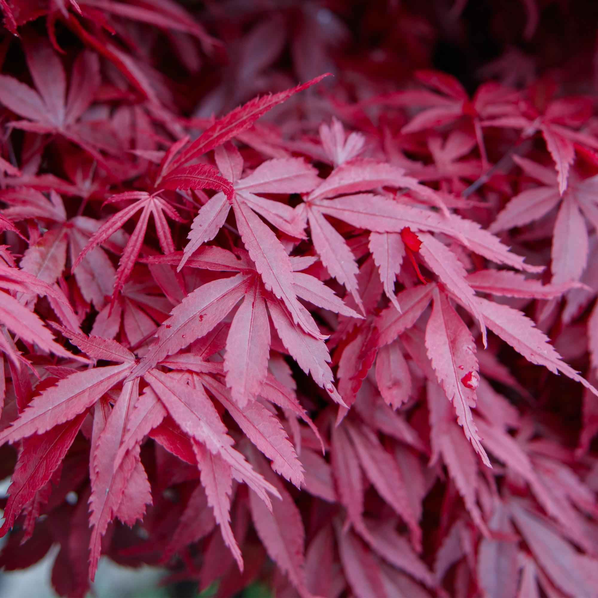 Image of Japanischer Ahorn – Acer palmatum 'Skeeter’s Broom' – 2 Pflanzen – 70cm hoch – Ø19cm – kompakt wachsend – Balkon – & Gartenpflanze