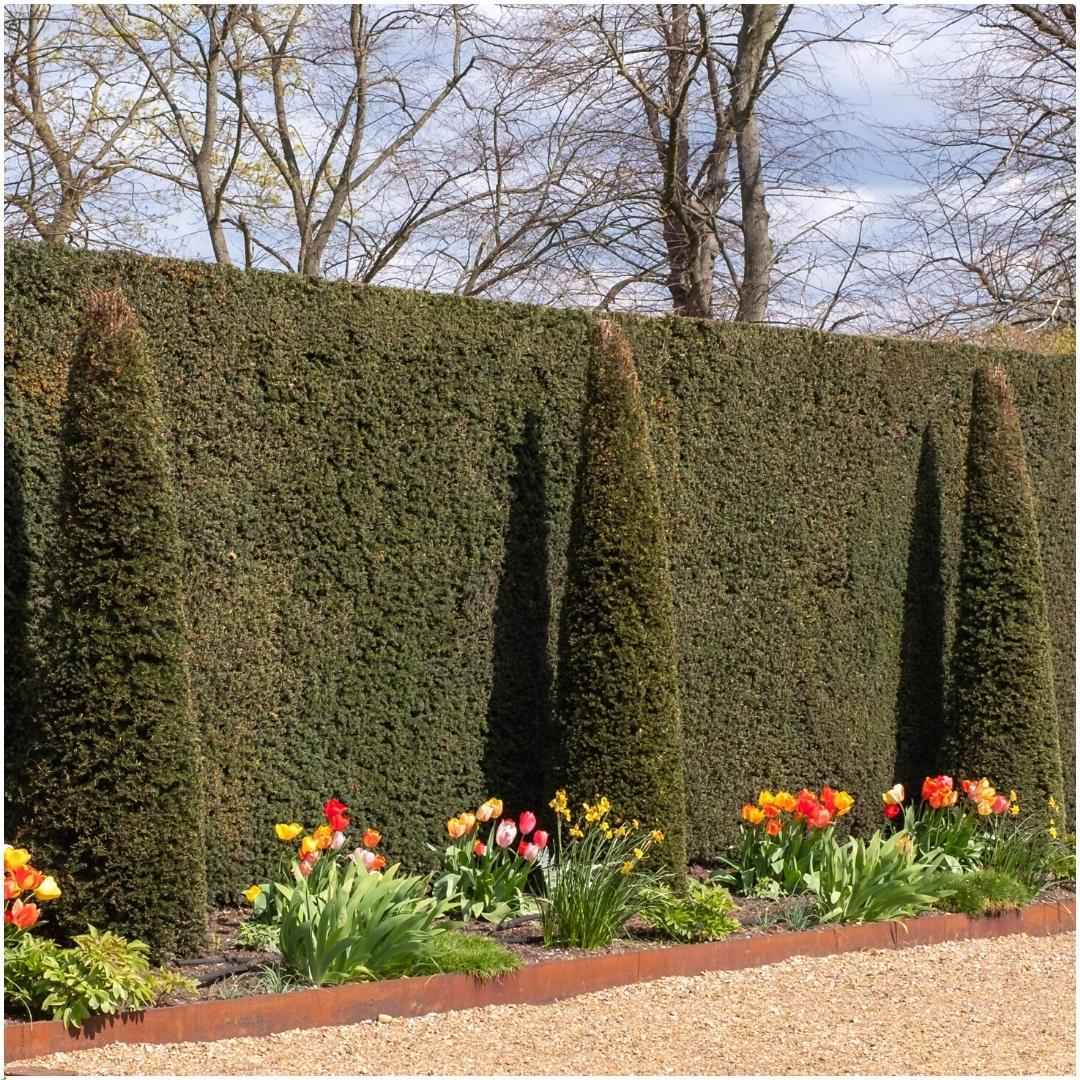 Image of Eibenhecke 1m Taxus baccata – 6 winterharte Heckenpflanzen – Immergrüne Gartenhecke für Sichtschutz, Beetbegrenzung & Formschnitt
