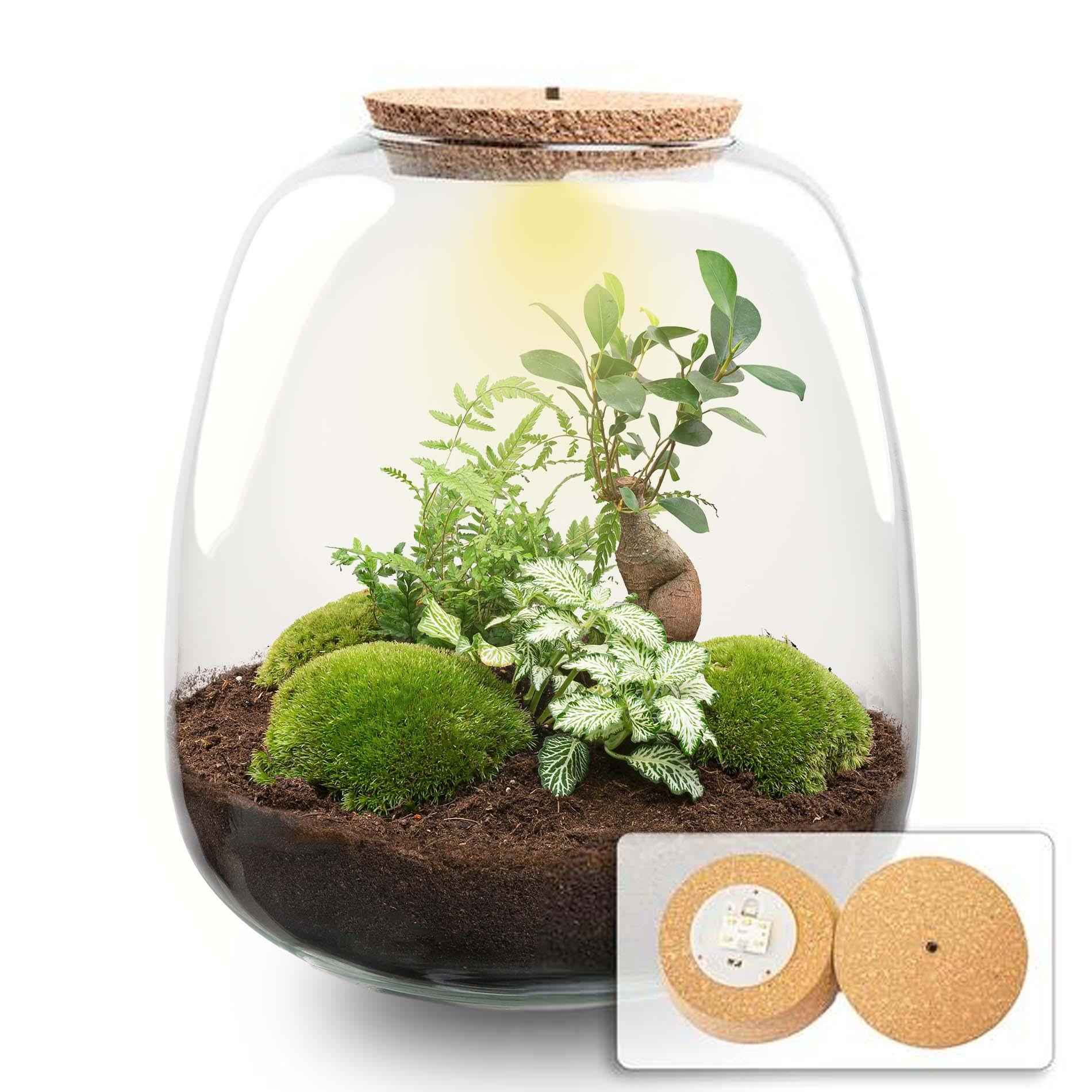 Image of Flaschengarten Emma – Bausatz mit LED – Korkdeckel – Ø23cm ↕25cm – DIY Pflanzenterrarium mit Ficus Ginseng Bonsai, Farn & Fittonia White Tiger-0