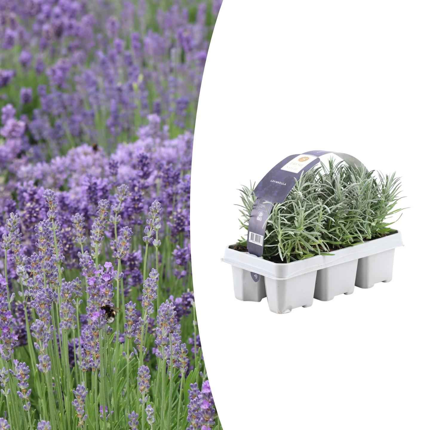 Image of Echter Lavendel – Lavendel angustifolia – 6 Pflanzen – Ø7cm, ↕15cm – Duftend, Pflegeleicht & Winterhart – Für Garten, Balkon & Terrasse-1
