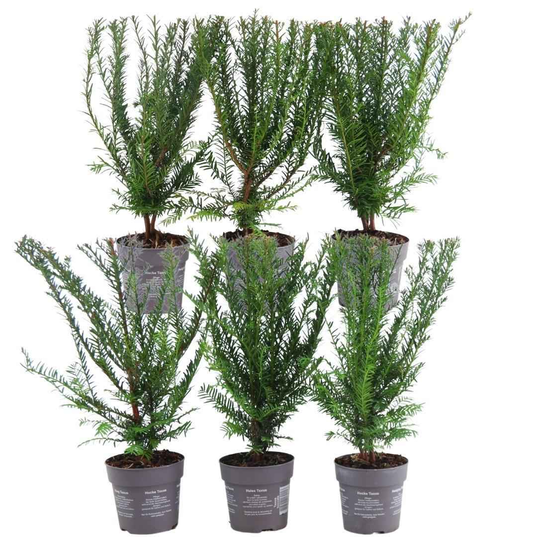 Image of Eibenhecke 1m Taxus baccata – 6 winterharte Heckenpflanzen – Immergrüne Gartenhecke für Sichtschutz, Beetbegrenzung & Formschnitt