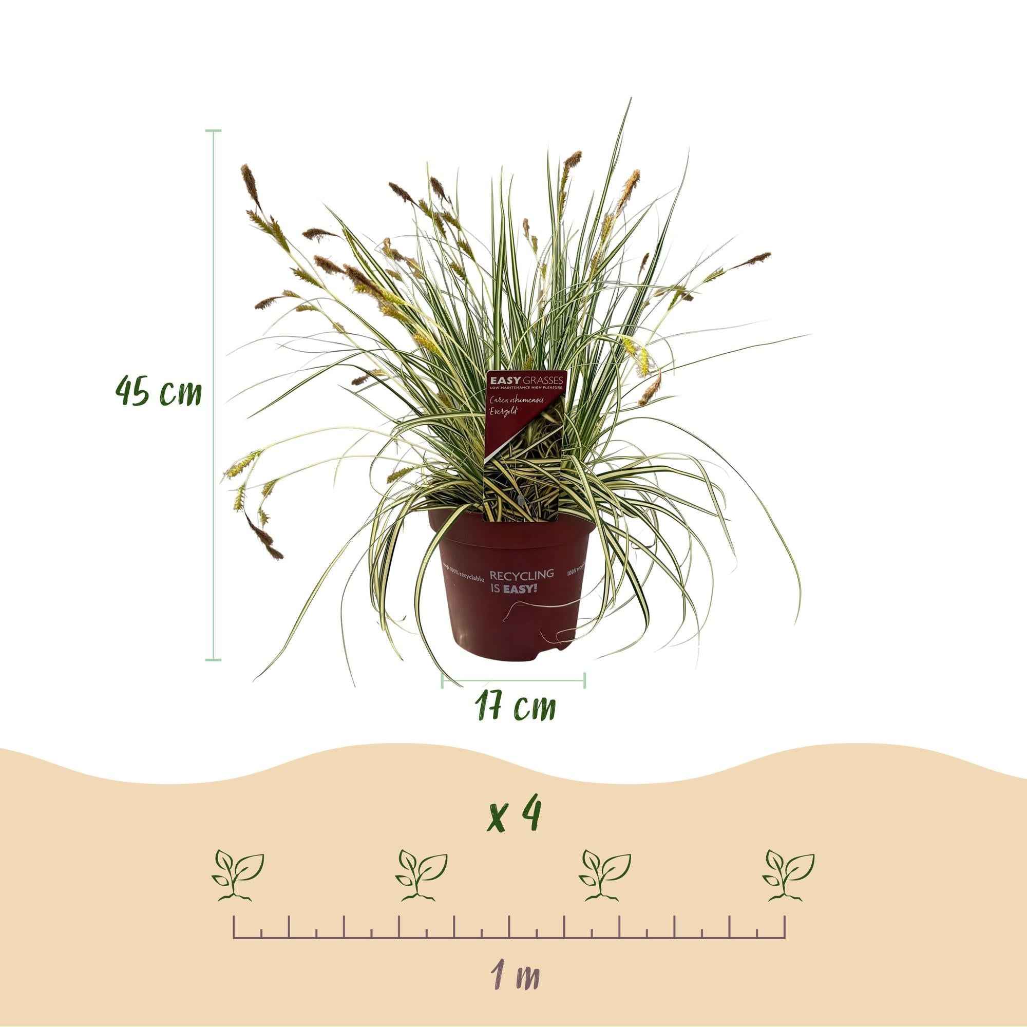 Image of Ziergras Carex oshimensis 'Evergold' – Immergrün – 2 Pflanzen – Ø17cm – Höhe 50cm – Gelb – Grün gestreift – Pflegeleicht – Für Sonne & Schatten