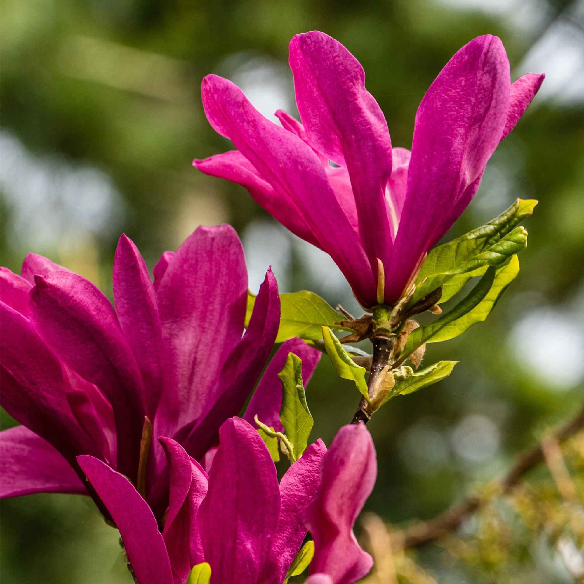 Image of Purpur – Magnolie Magnolia Susan – Strauch – Blumen dunkelrosa – Wenig Pflege – 17cm Höhe 45cm – Frühjahrsblüher für Garten & Terrasse