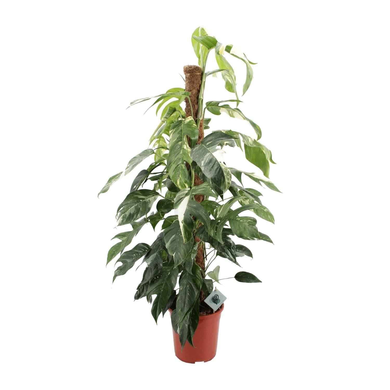 Image of Efeutute Epipremnum Pinnatum Albo Variegata – Ø24cm – ca.125cm Zimmerpflanze – Weiß-grün panaschierte Kletterpflanze – Pflegeleicht & luftreinigend-0
