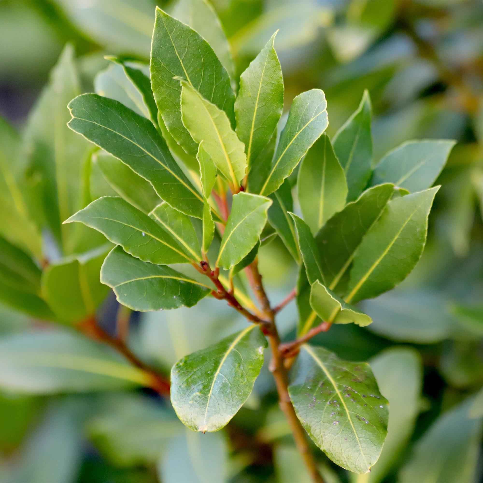 Image of Laurus nobilis Stamm – Pflanze – Immergrüner Lorbeerbaum – Pflegeleicht – Ø19cm – Höhe ca. 90cm – Mediterranes Flair für Terrasse & Balkon-3