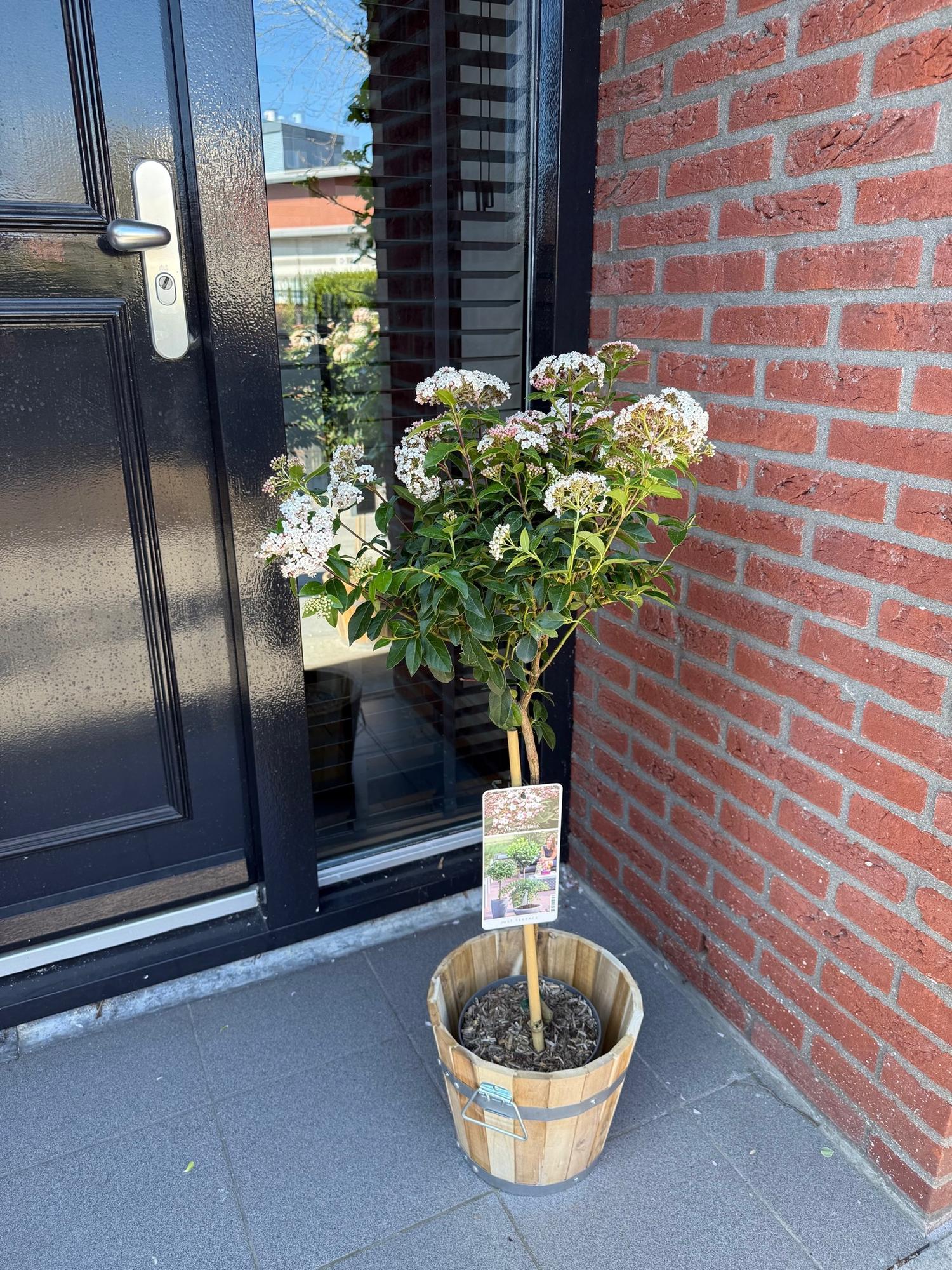 Image of Viburnum tinus – Immergrüner Schneeball – Stamm – Pflanze – Ø19cm – Höhe ca. 90cm – Winterblüher – pflegeleicht – Für Terrasse, Balkon & Garten-4