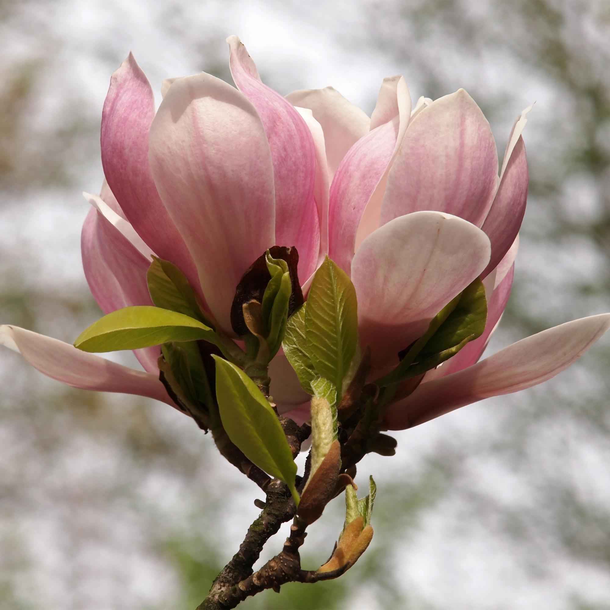 Image of Tulpen – Magnolie Magnolia Soulangiana – Strauch/Baum – Blüten Hellrosa – Frühjahrsblüher – Pflegeleicht – 17cm Höhe 45cm – Für Garten & Terrasse